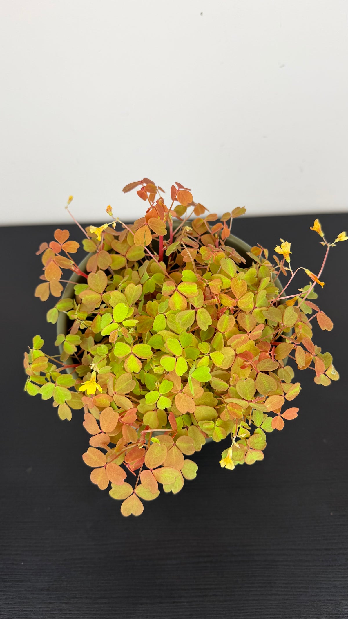 Oxalis Sunset Velvet