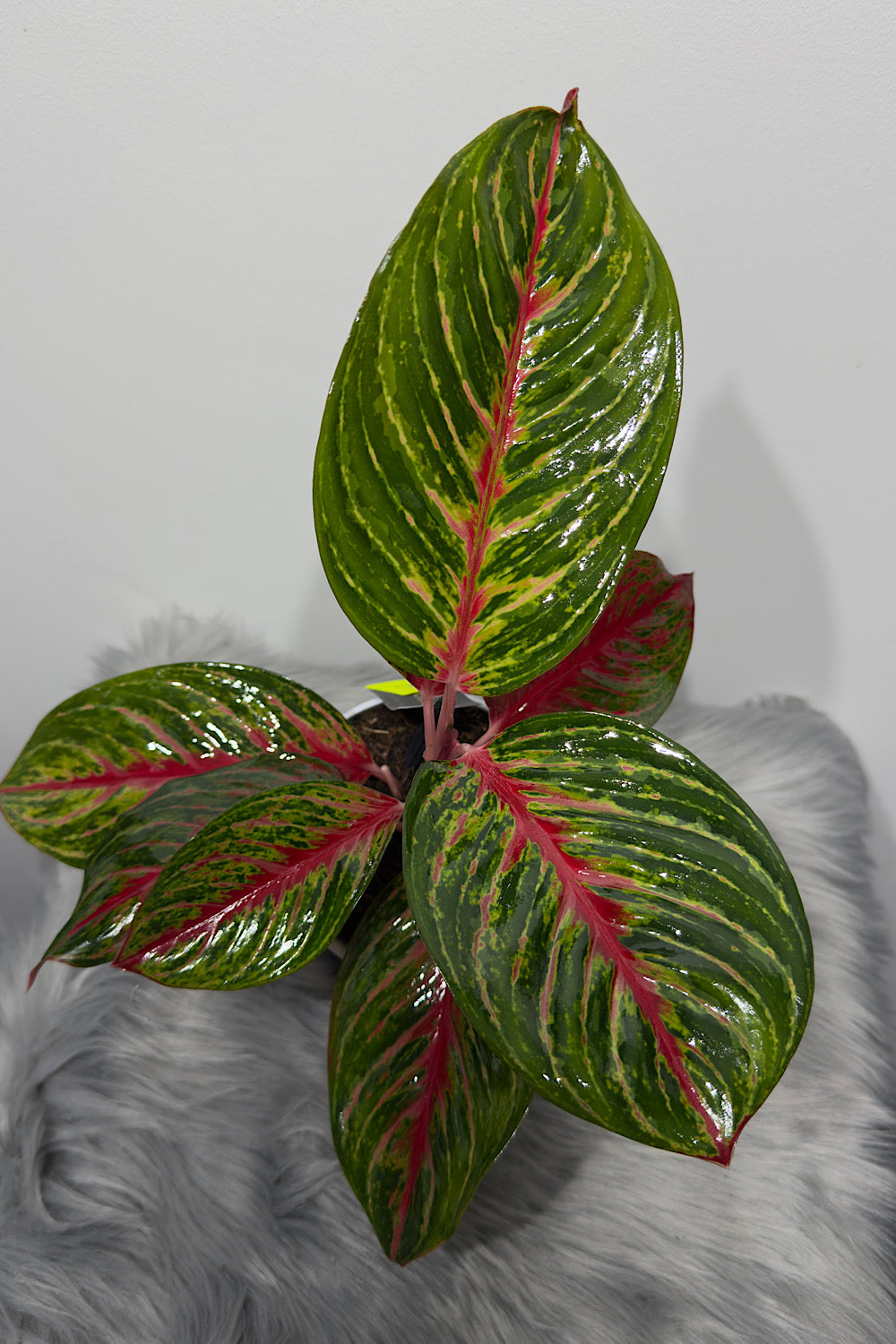 Aglaonema 12