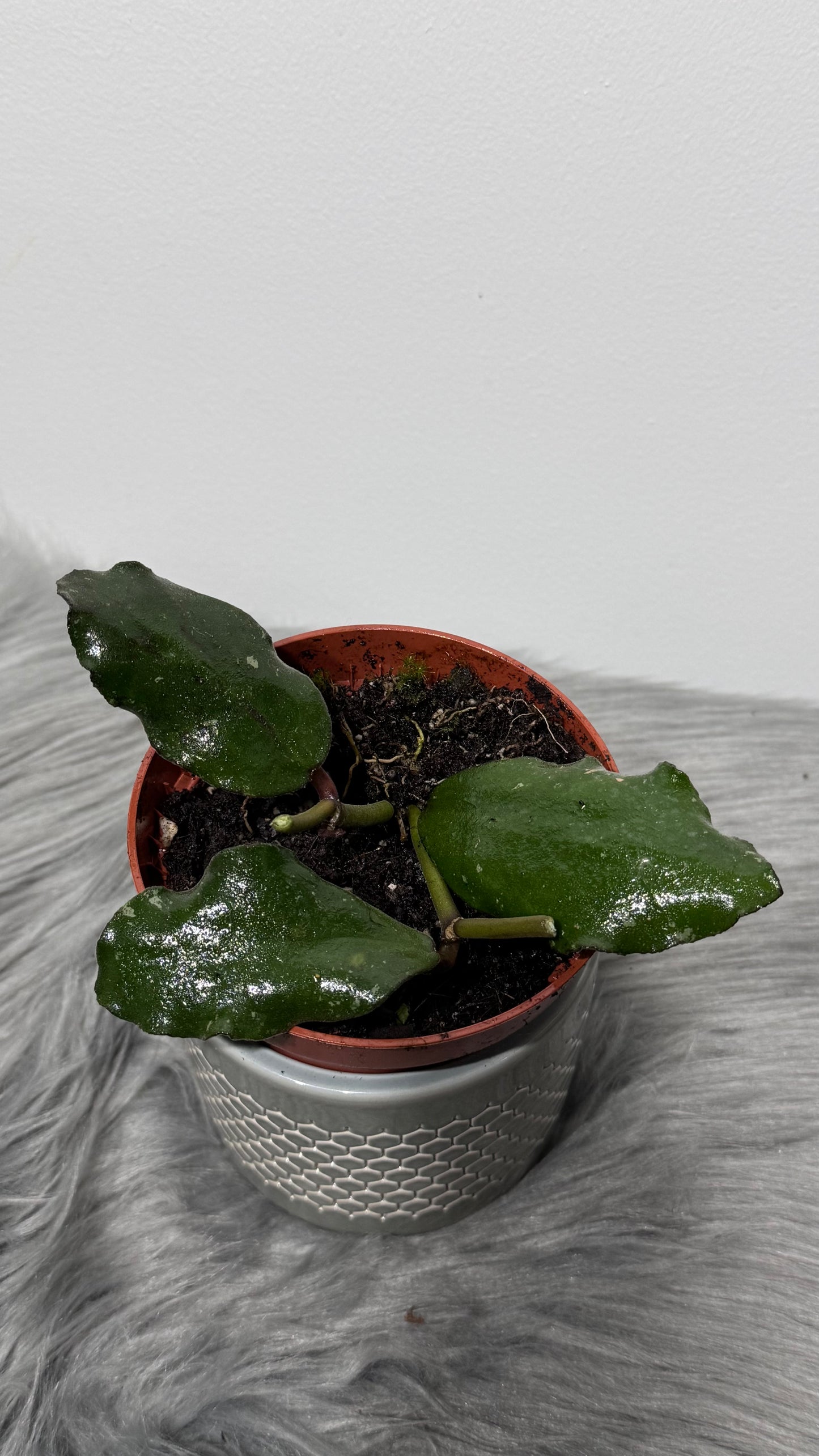 Hoya Waymaniae