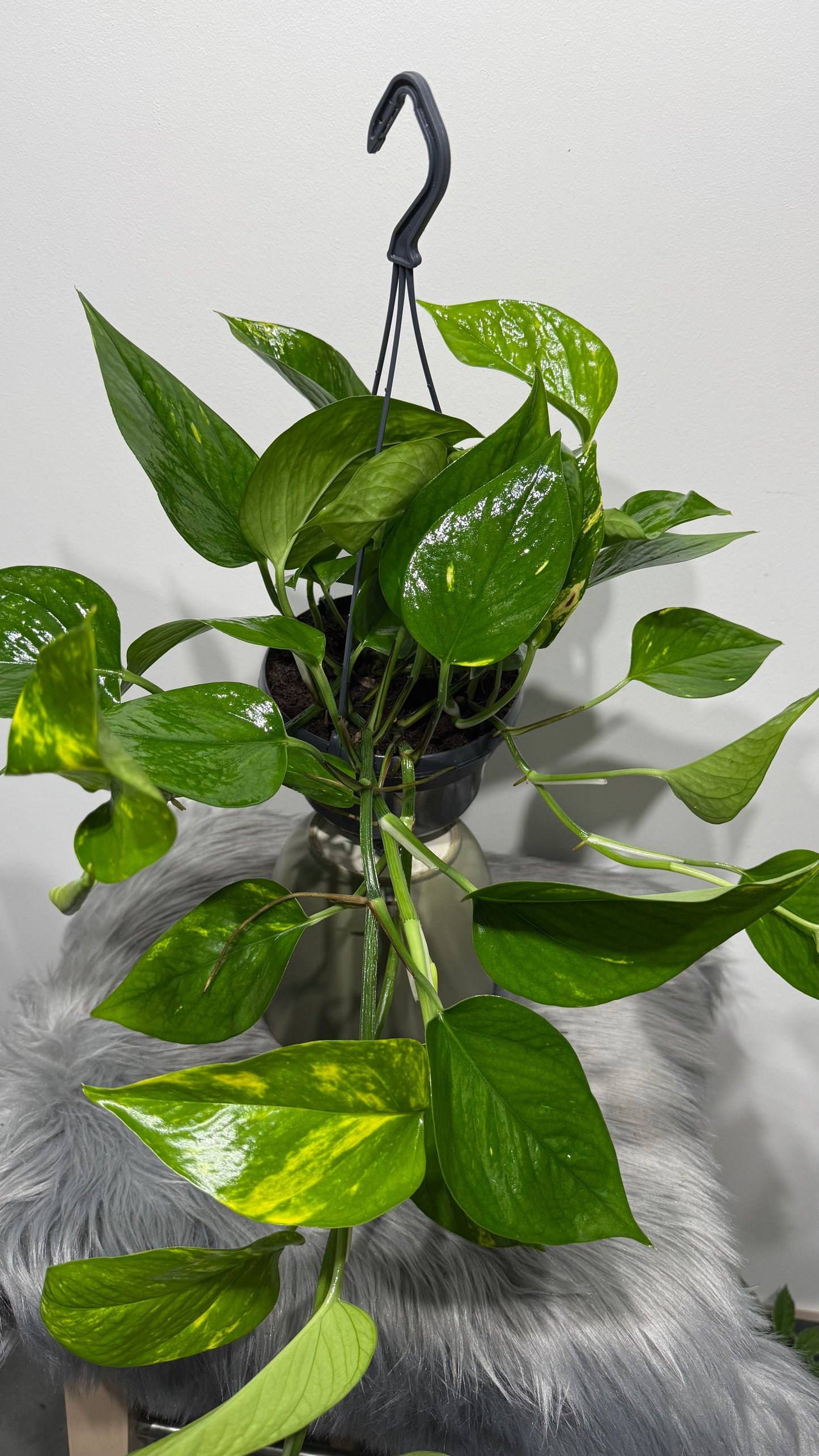 Epipremnum Gold