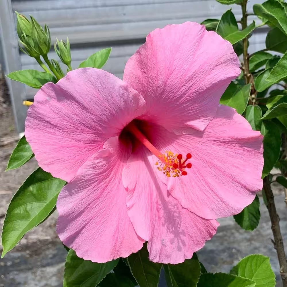 Hibiscus rose