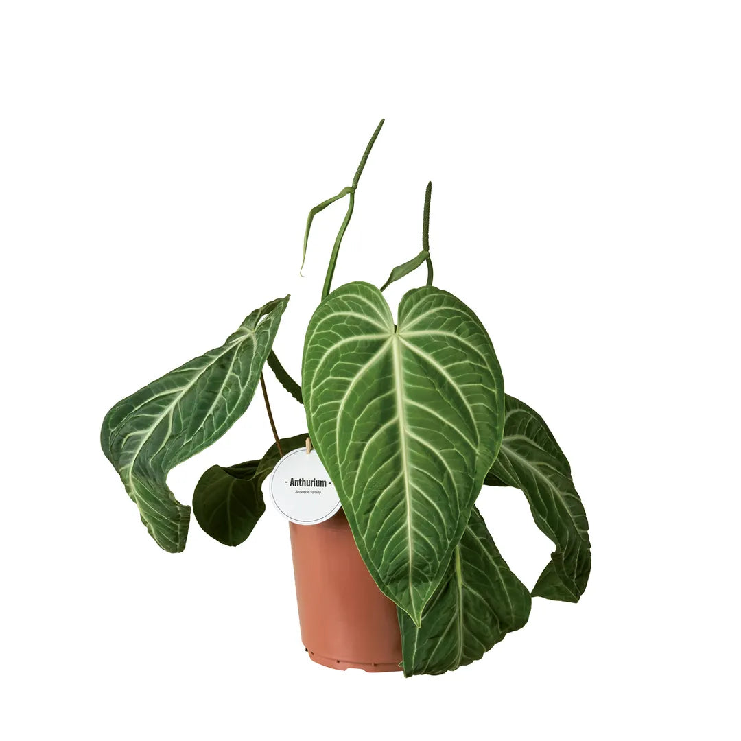 anthurium villenaorum care Anthurium Villenaorum – www.augi-plants.lv