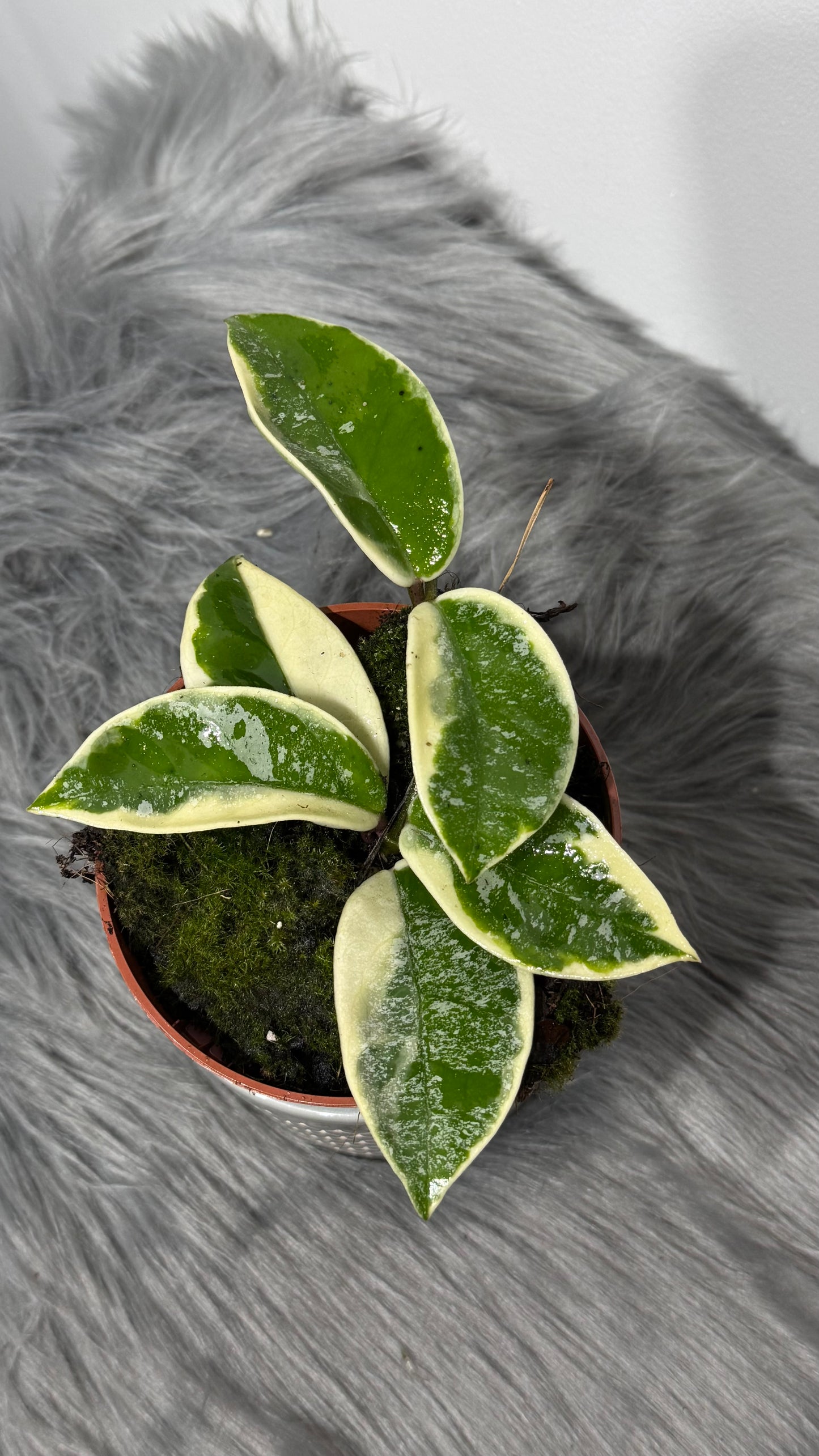 Hoya carnosa Krimson Queen Splash