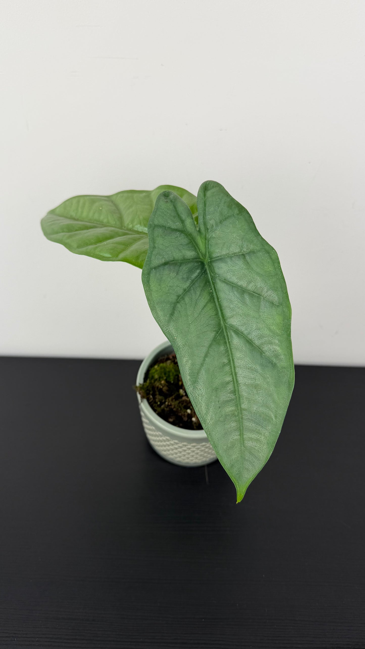 Alocasia heterophylla Corazon