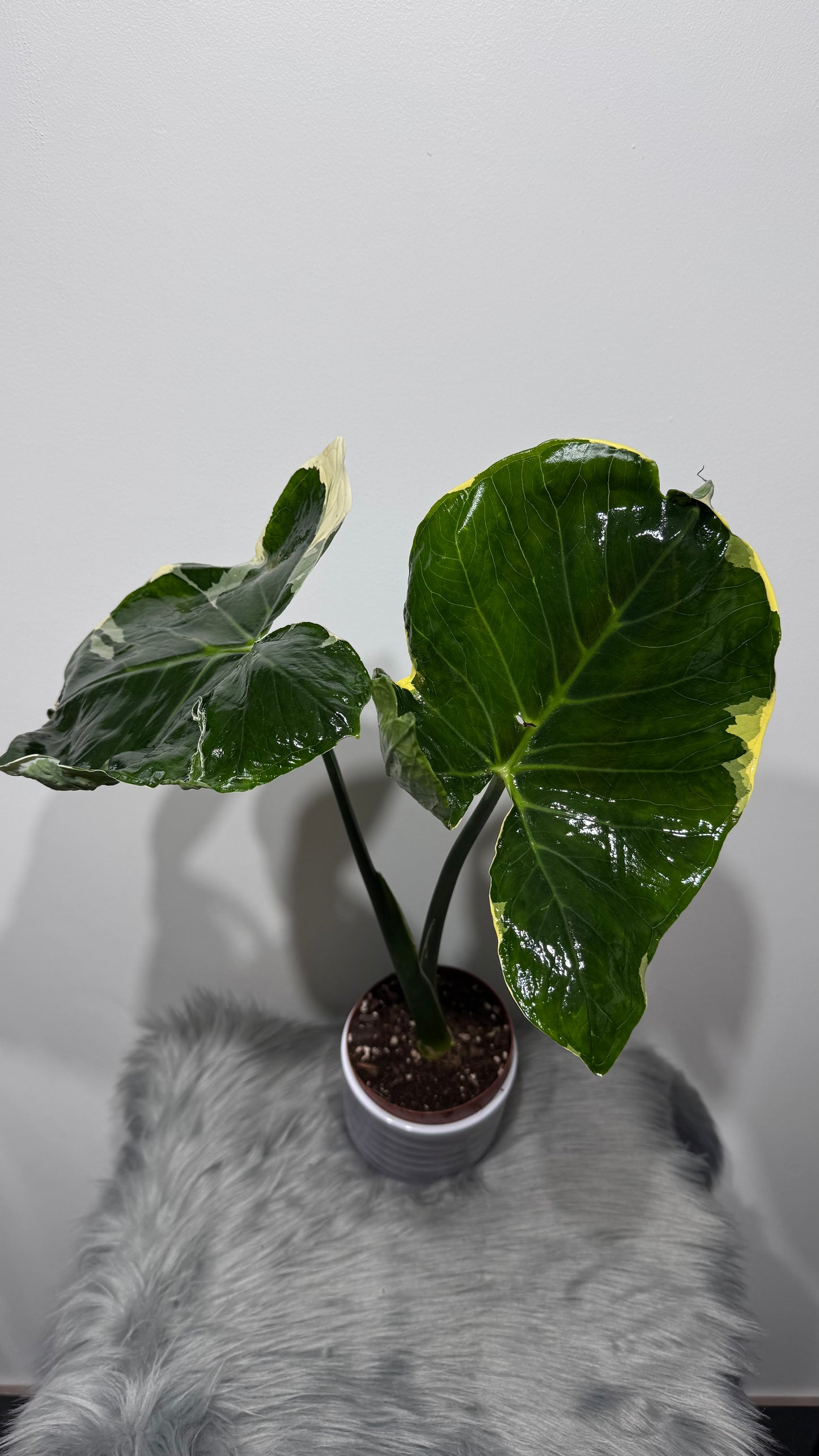 Alocasia Mickey Mouse