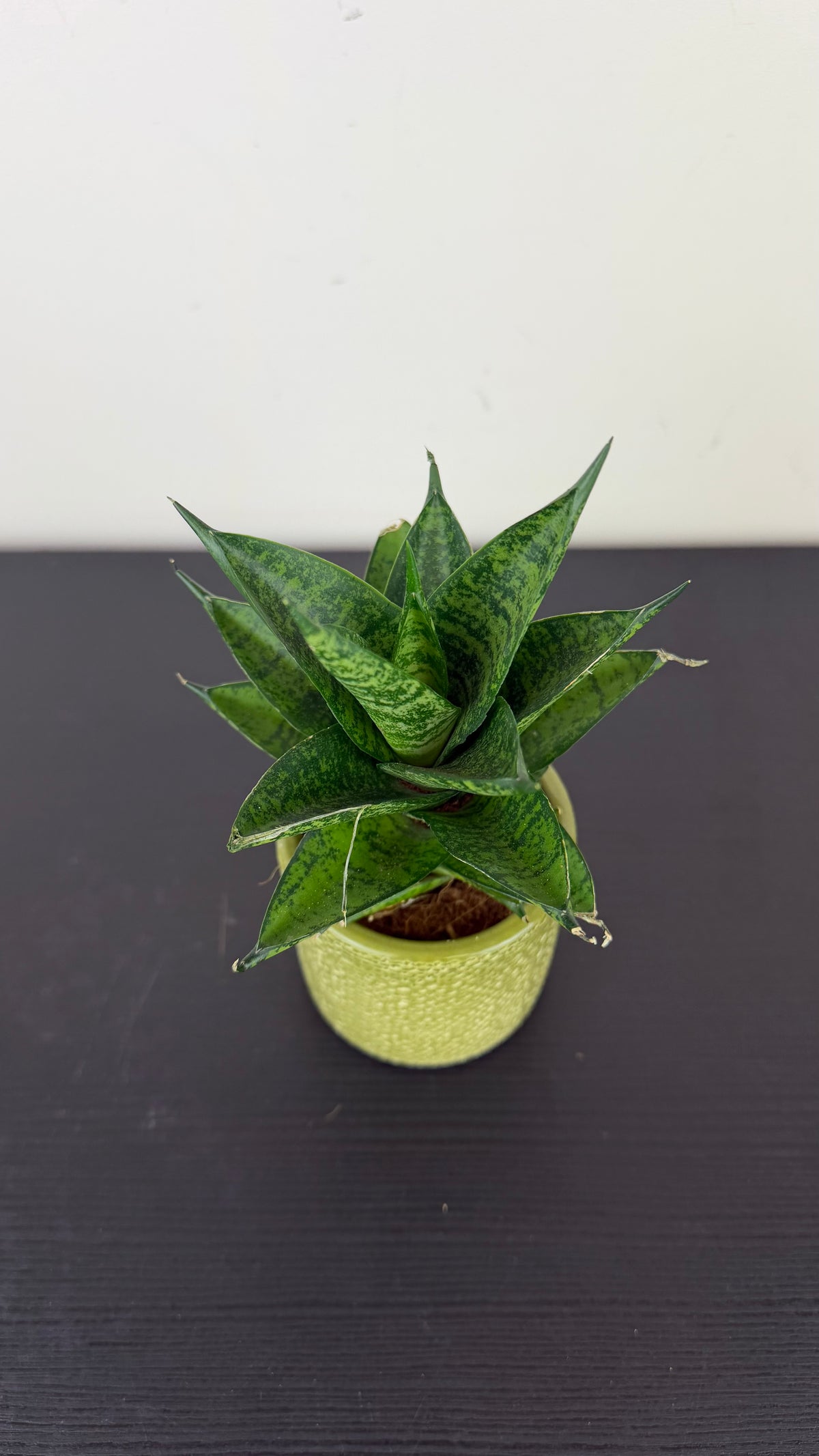 Sansevieria Pineapple