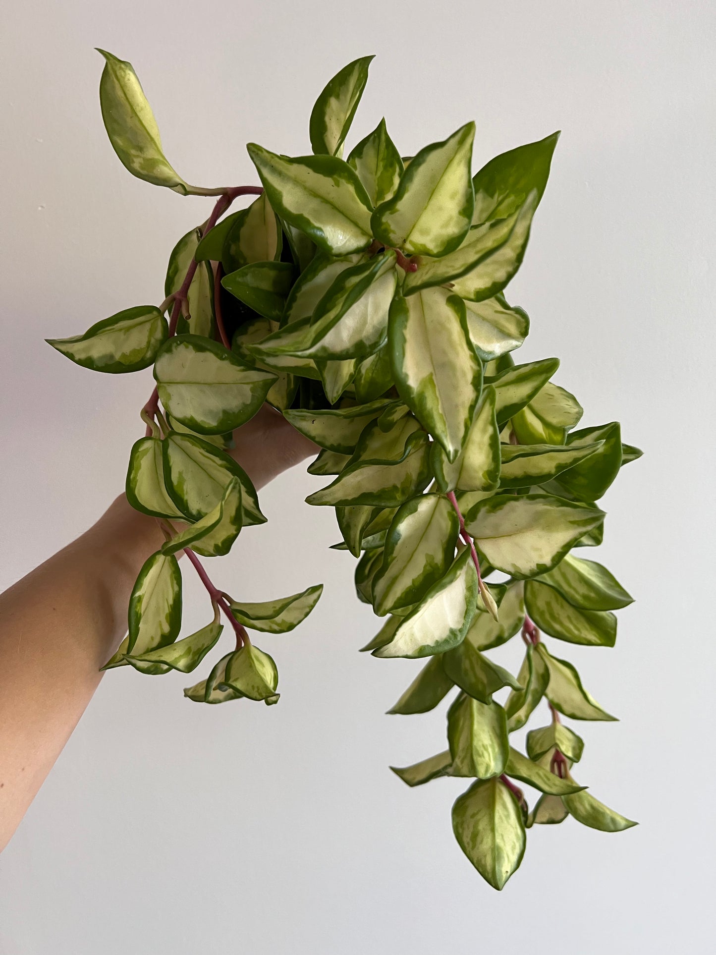 Hoya carnosa 'Tricolor' - www.augi-plants.lv