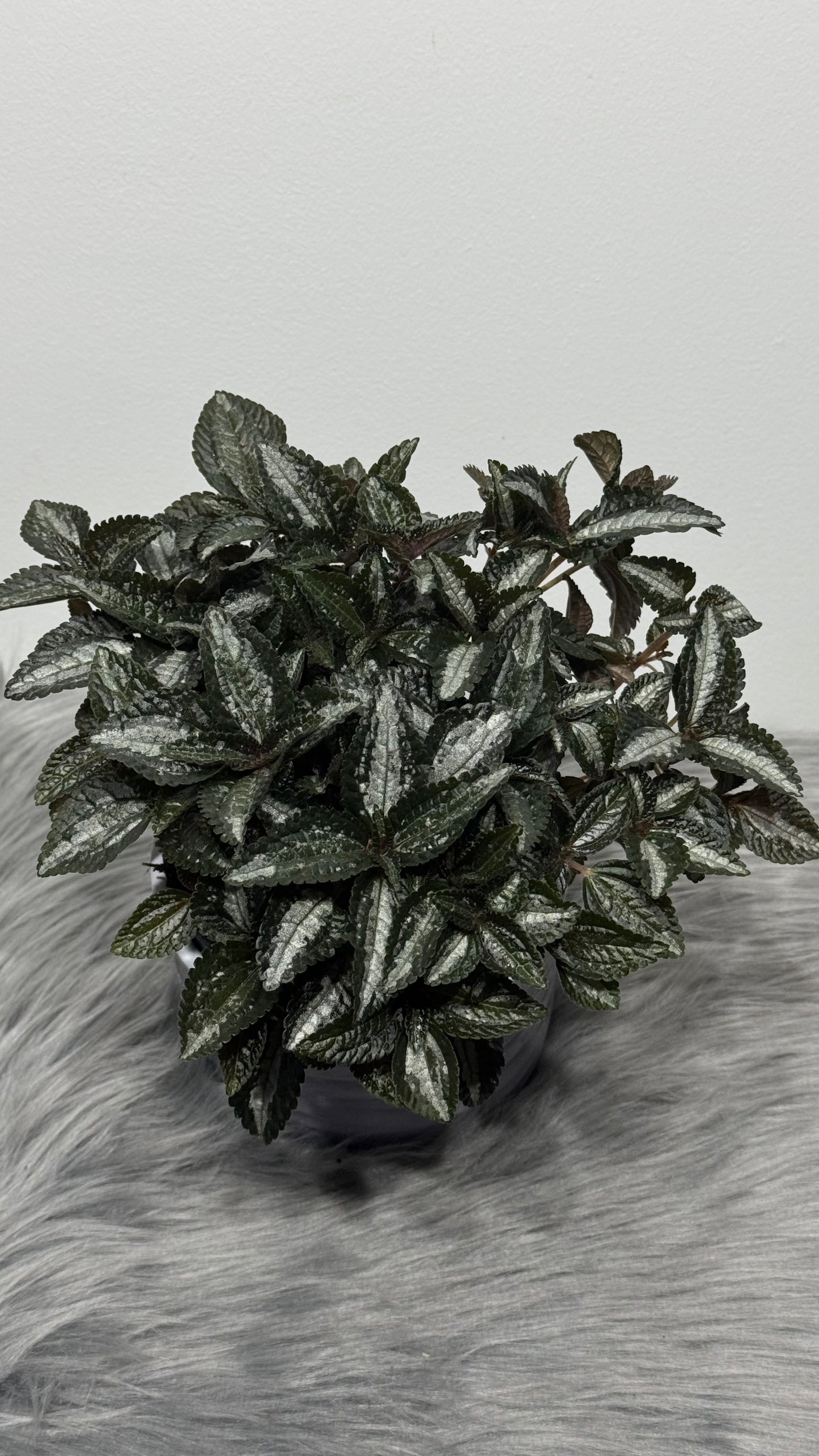Pilea Silver Tree