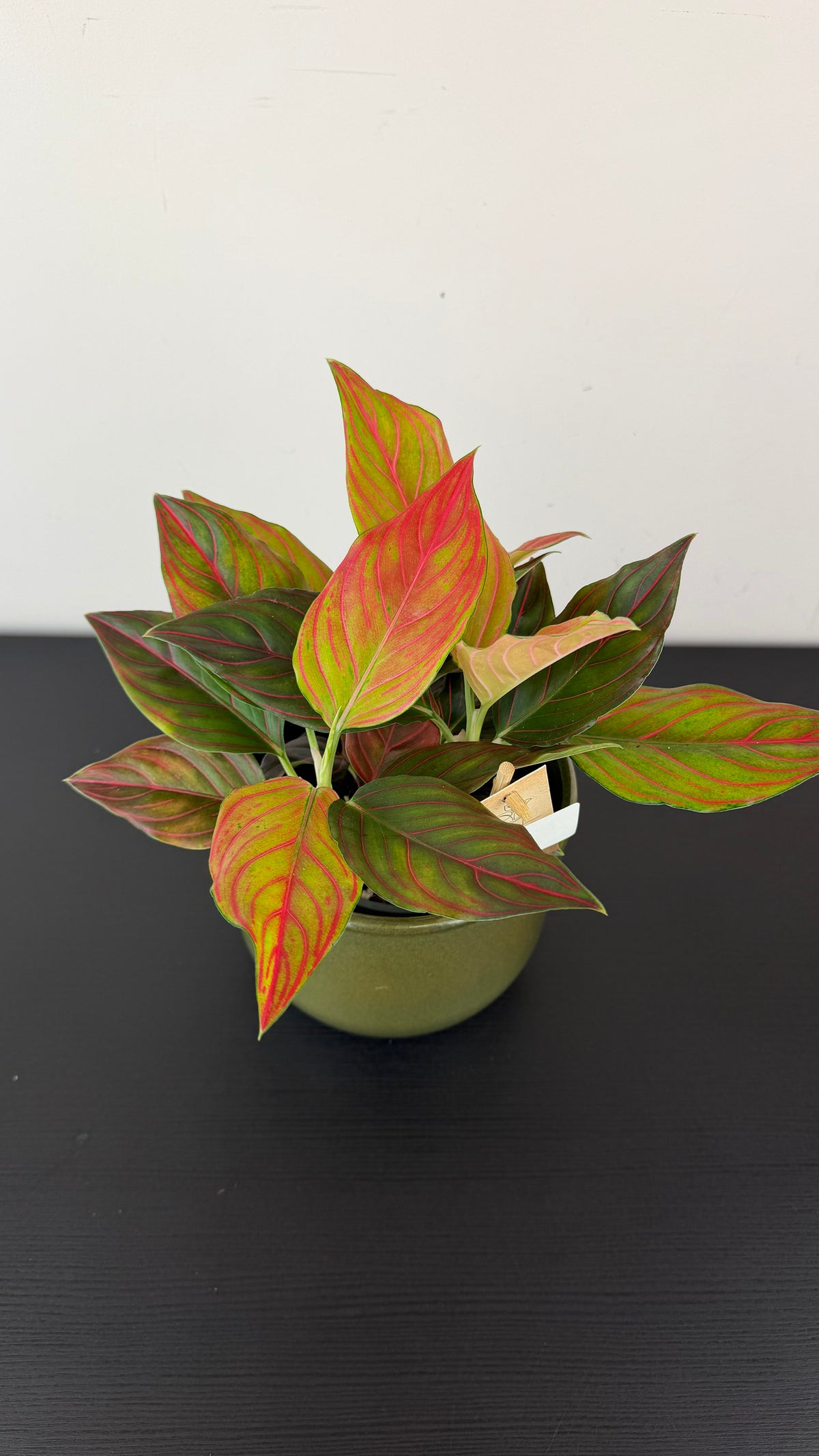 Aglaonema 2