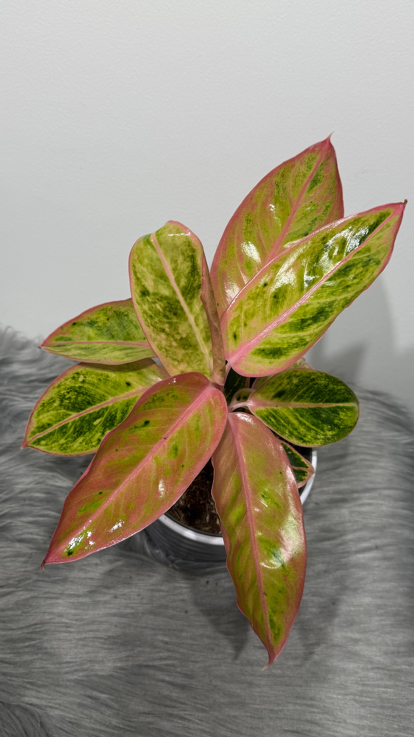 Aglaonema 9