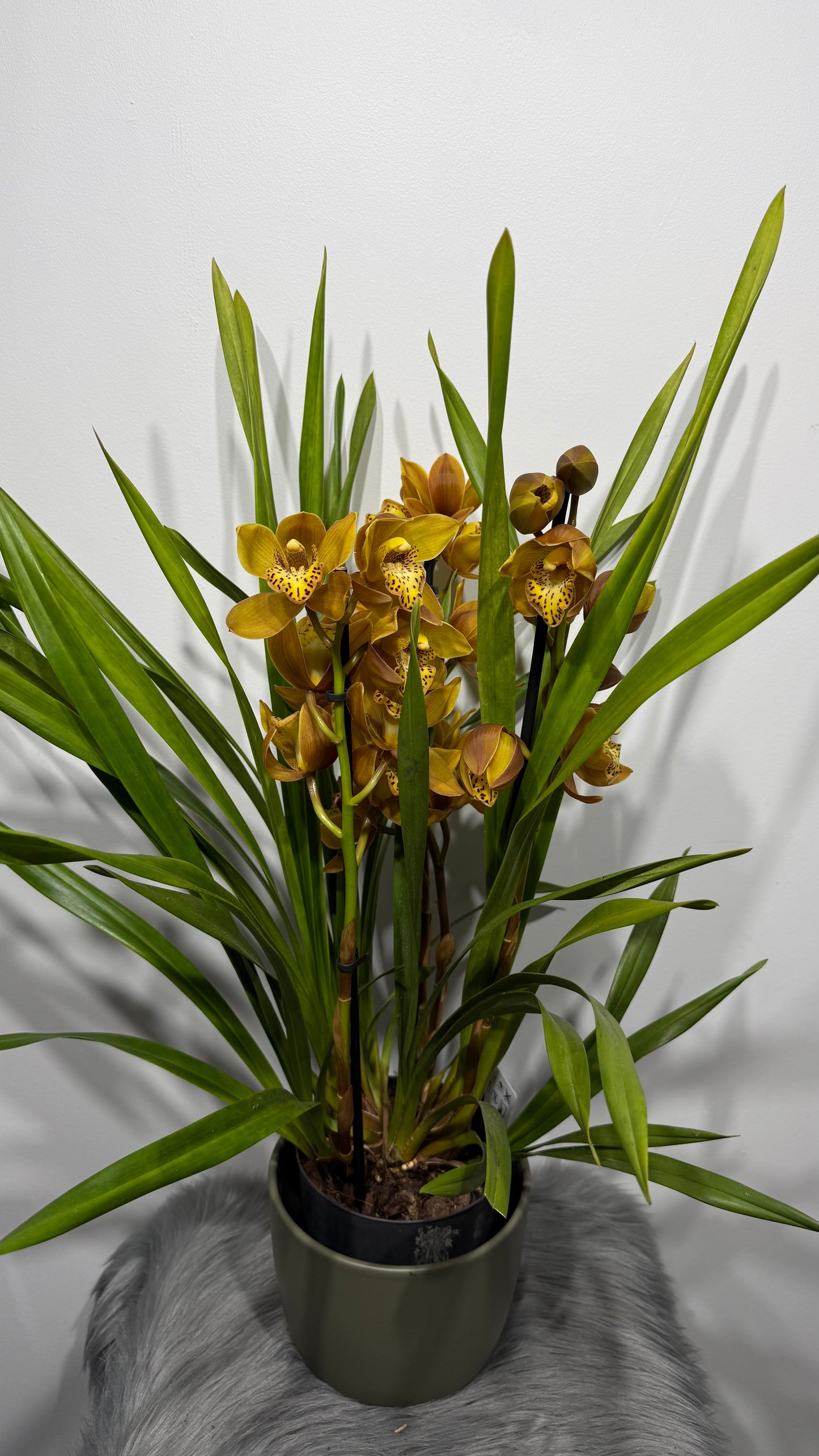 Cymbidium 1