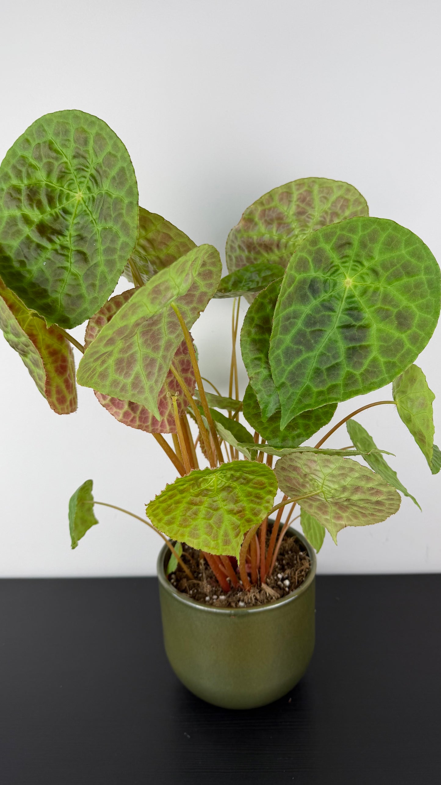 Begonia phuthoensis