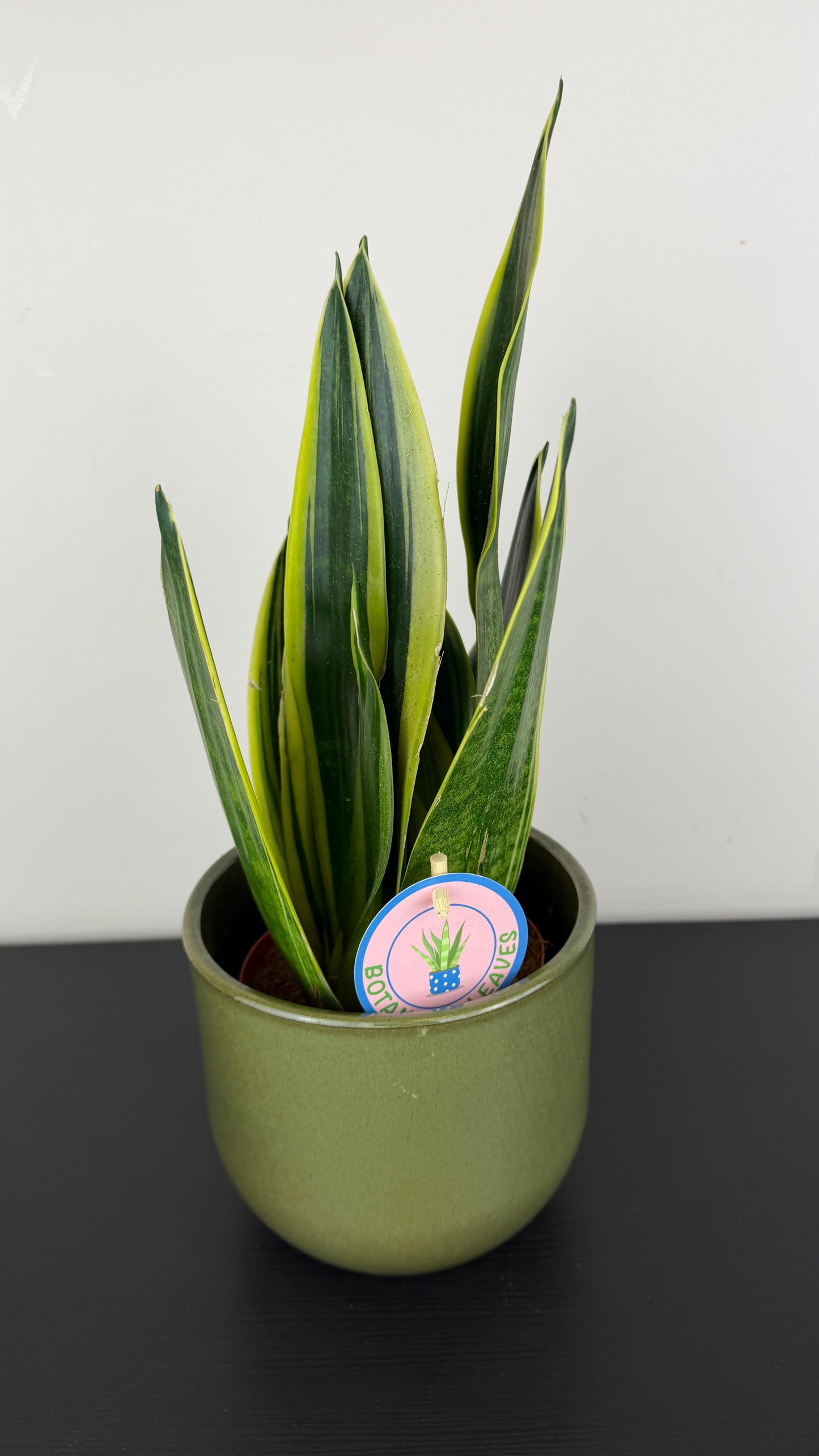 Sansevieria Canary