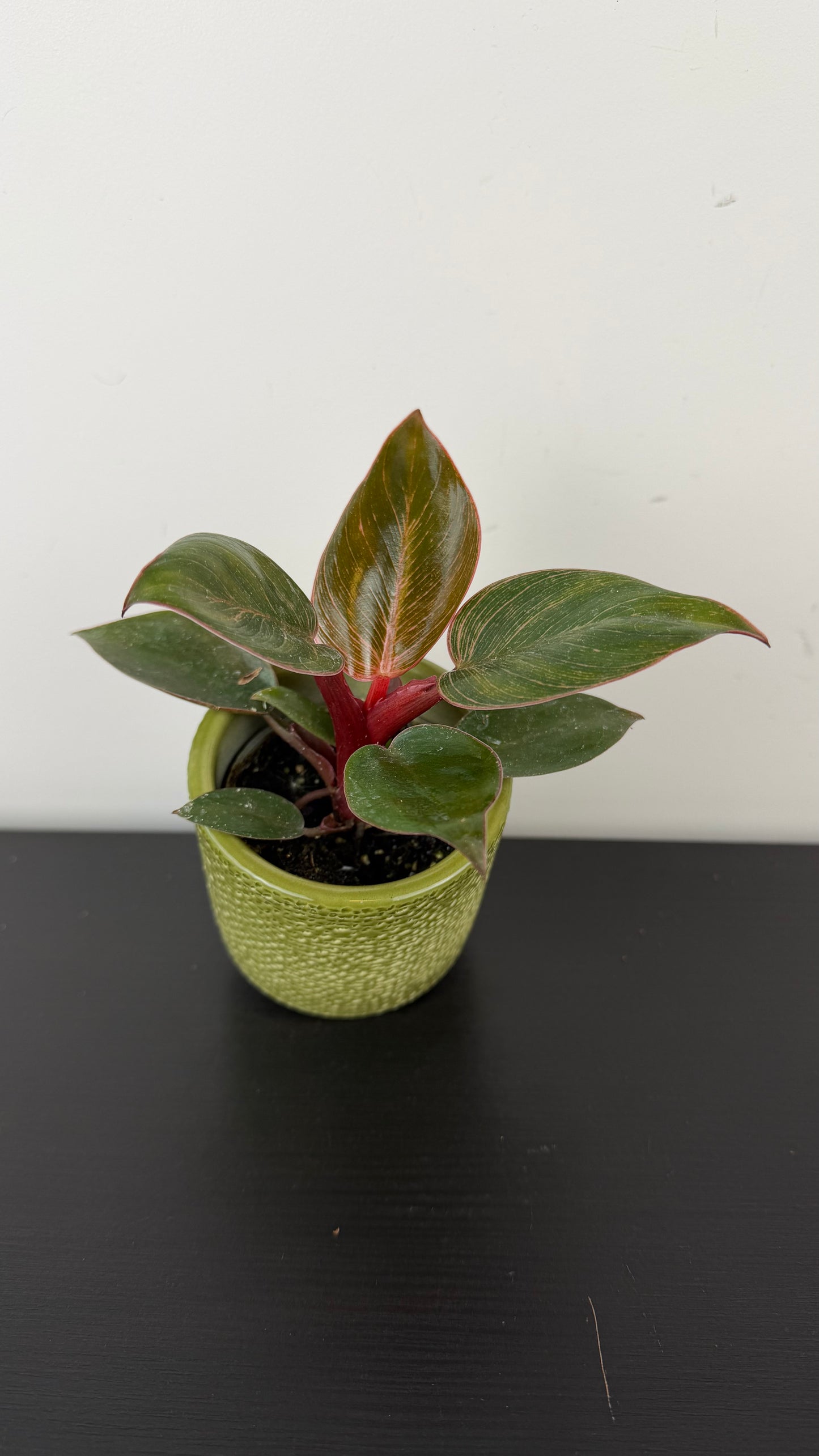 Philodendron Birkin Pink