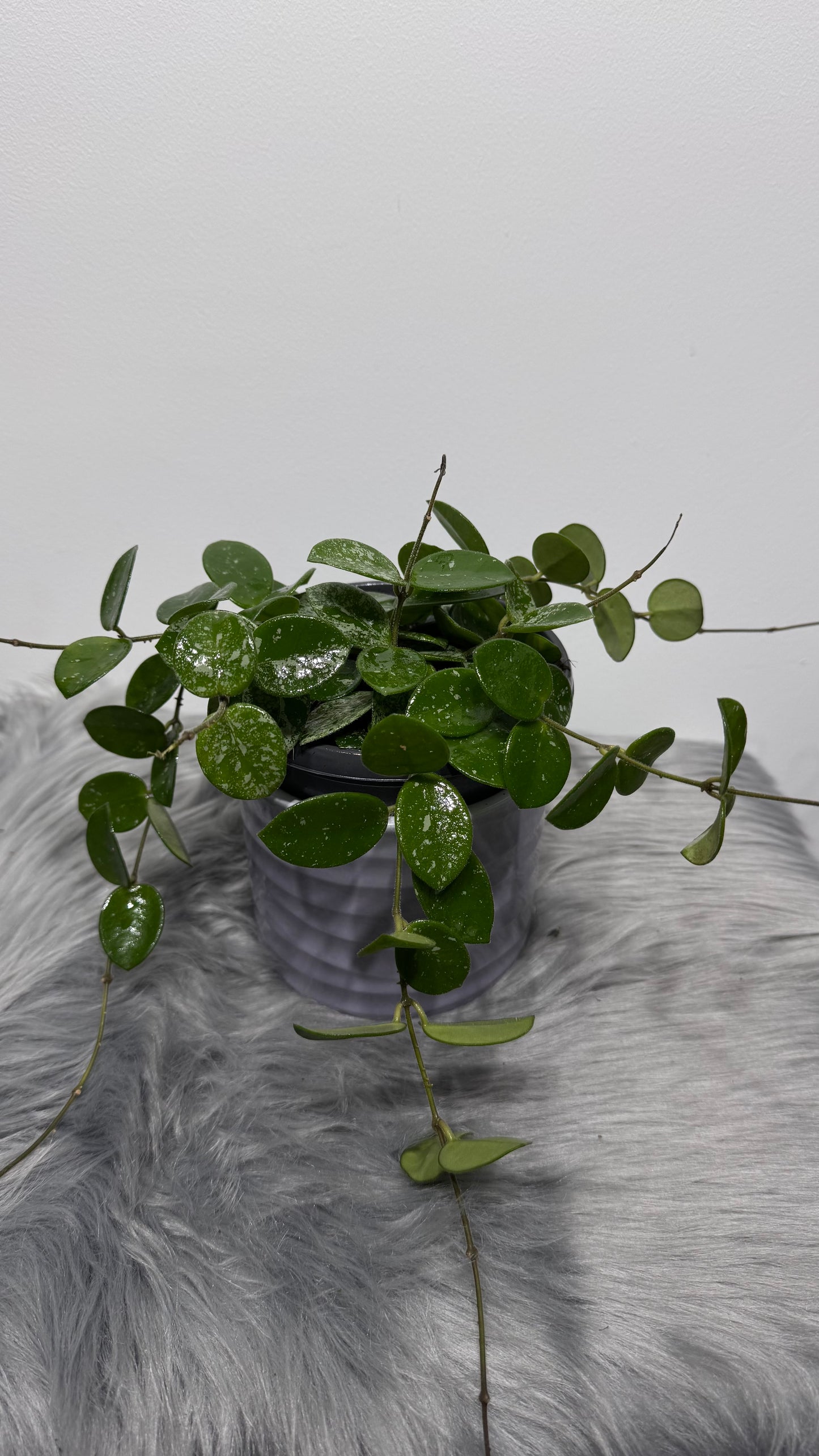 Hoya Mathilde Splash