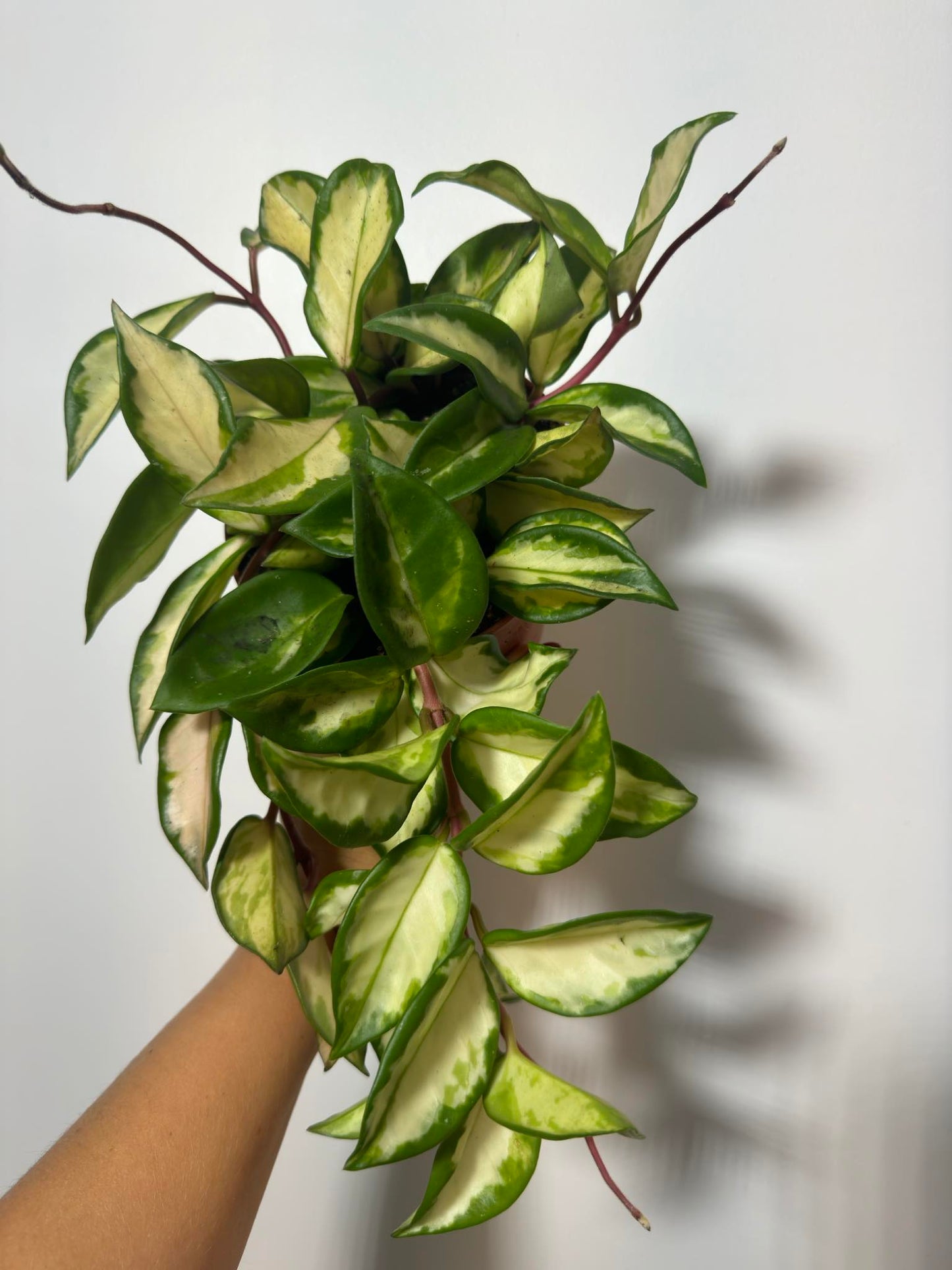Hoya carnosa 'Tricolor' - www.augi-plants.lv