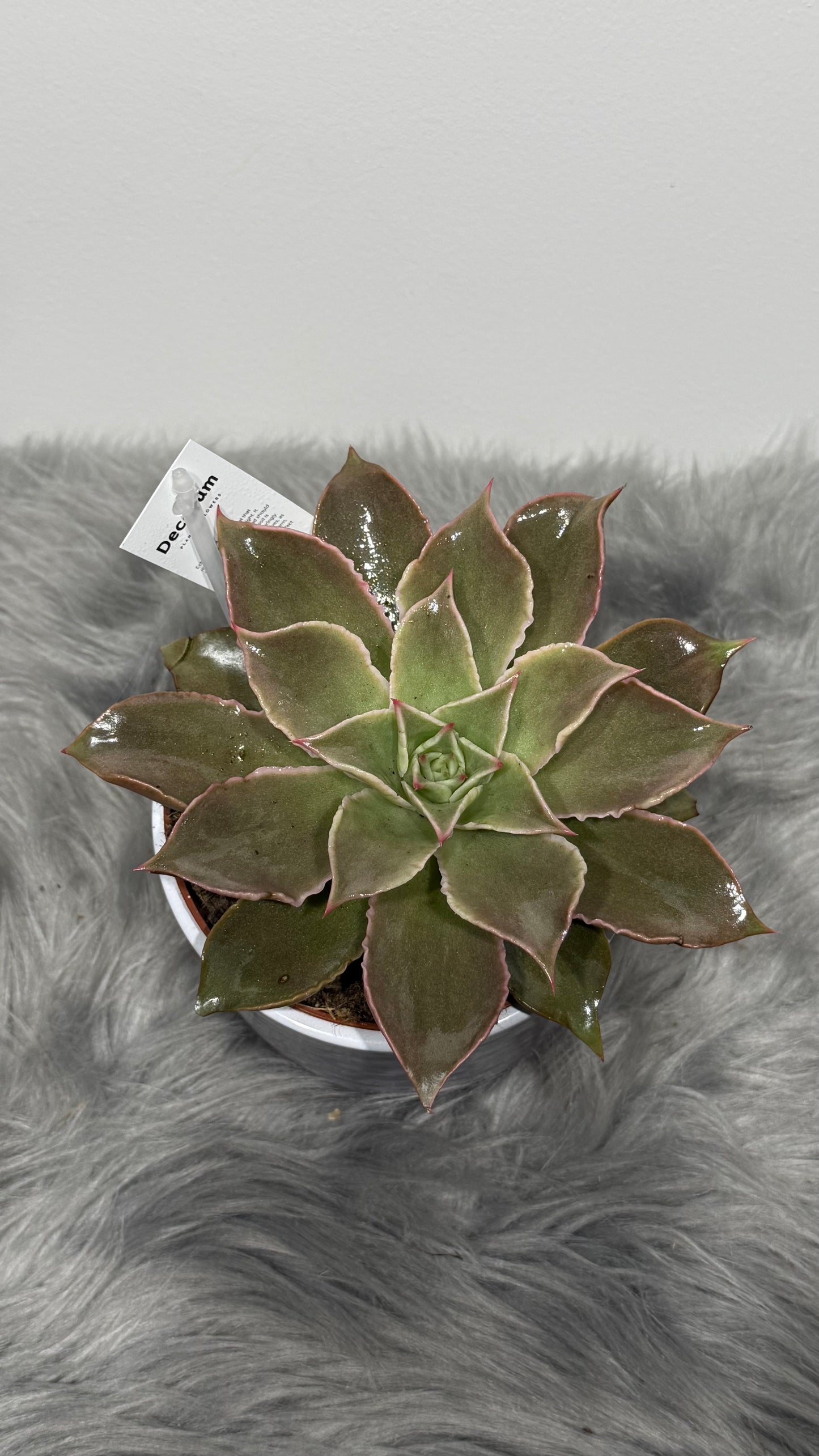 Echeveria 2
