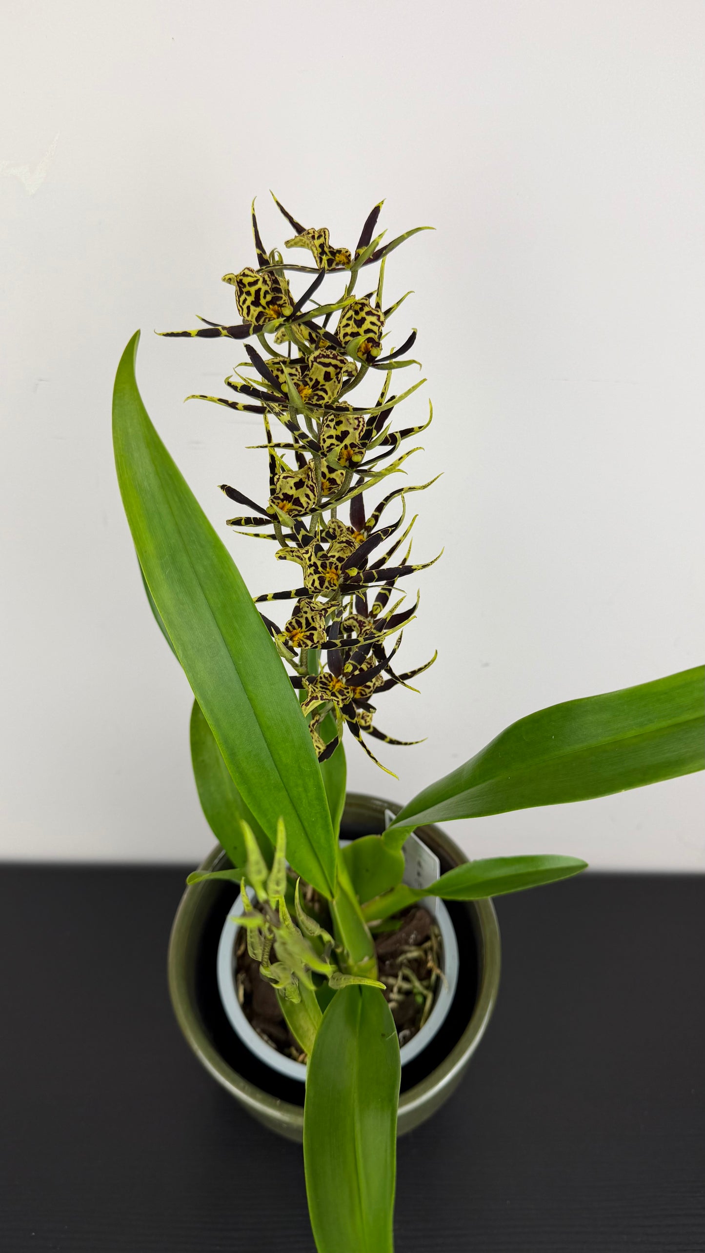 Brassia Summer Dream