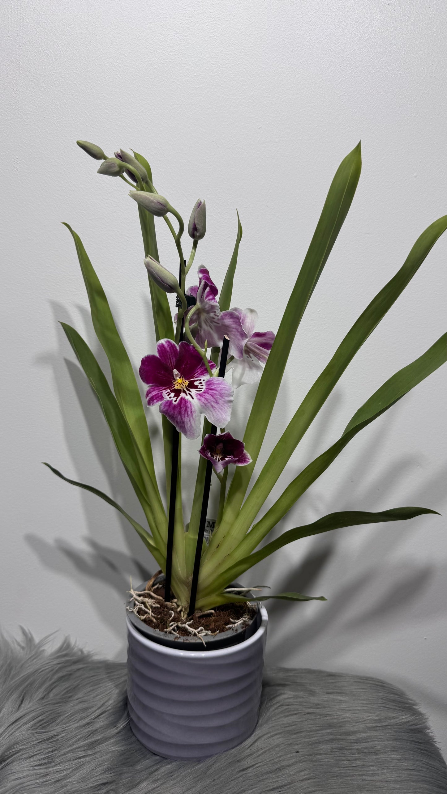 Orhideja Miltoniopsis 3