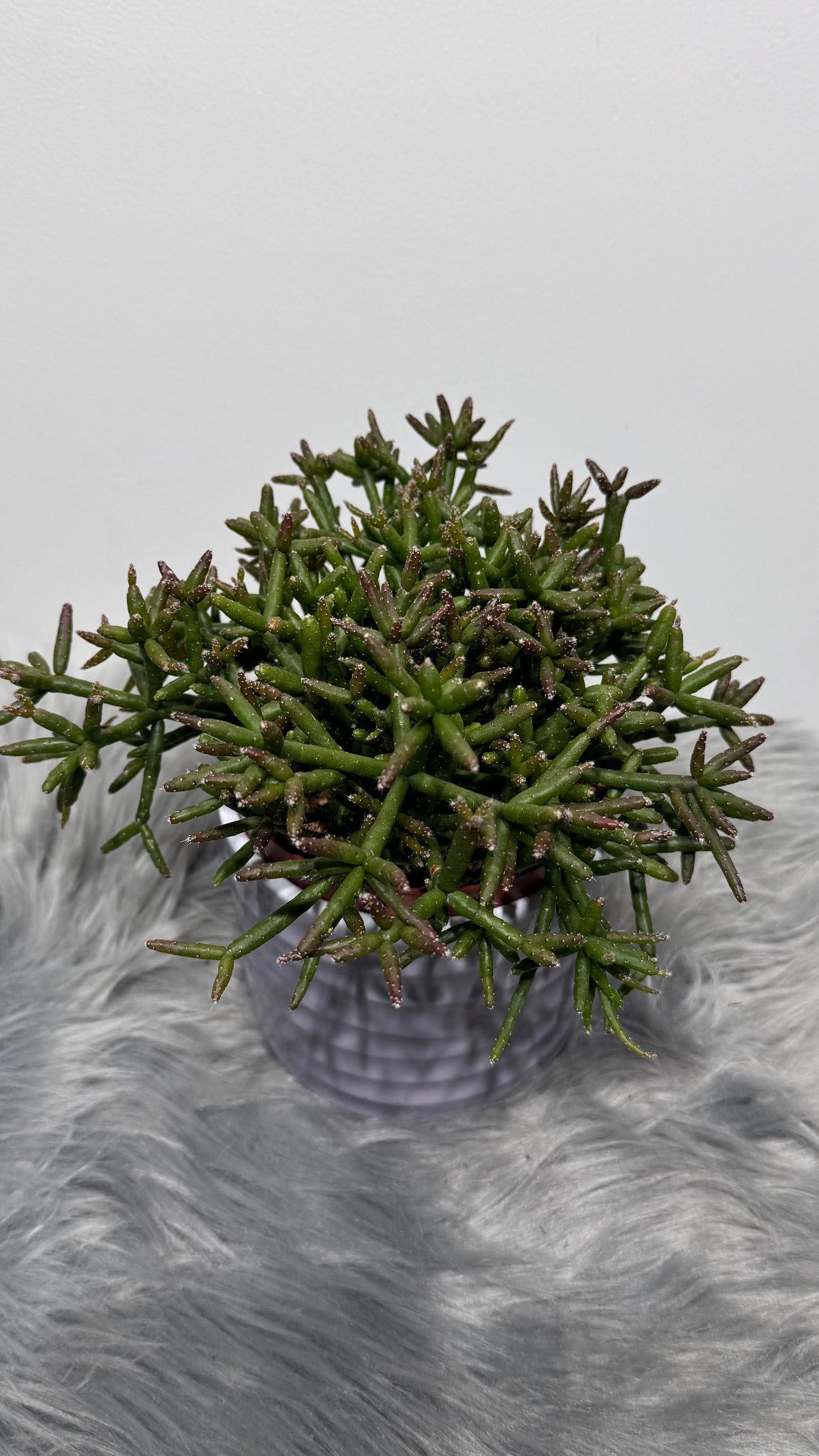 Rhipsalis 3