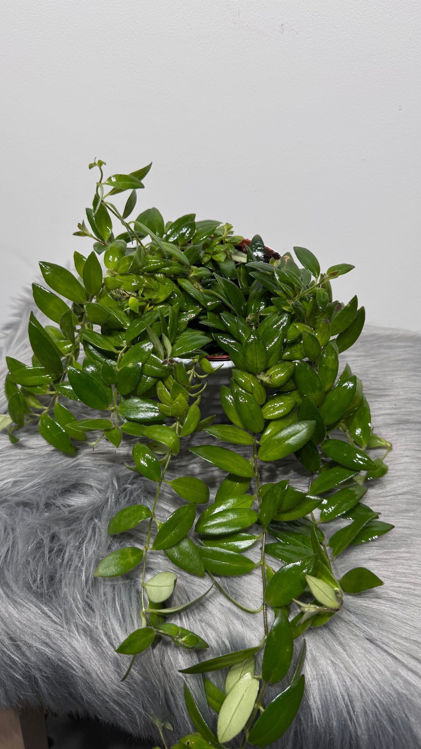 Aeschynanthus Caro Improved/ Lipstick plant