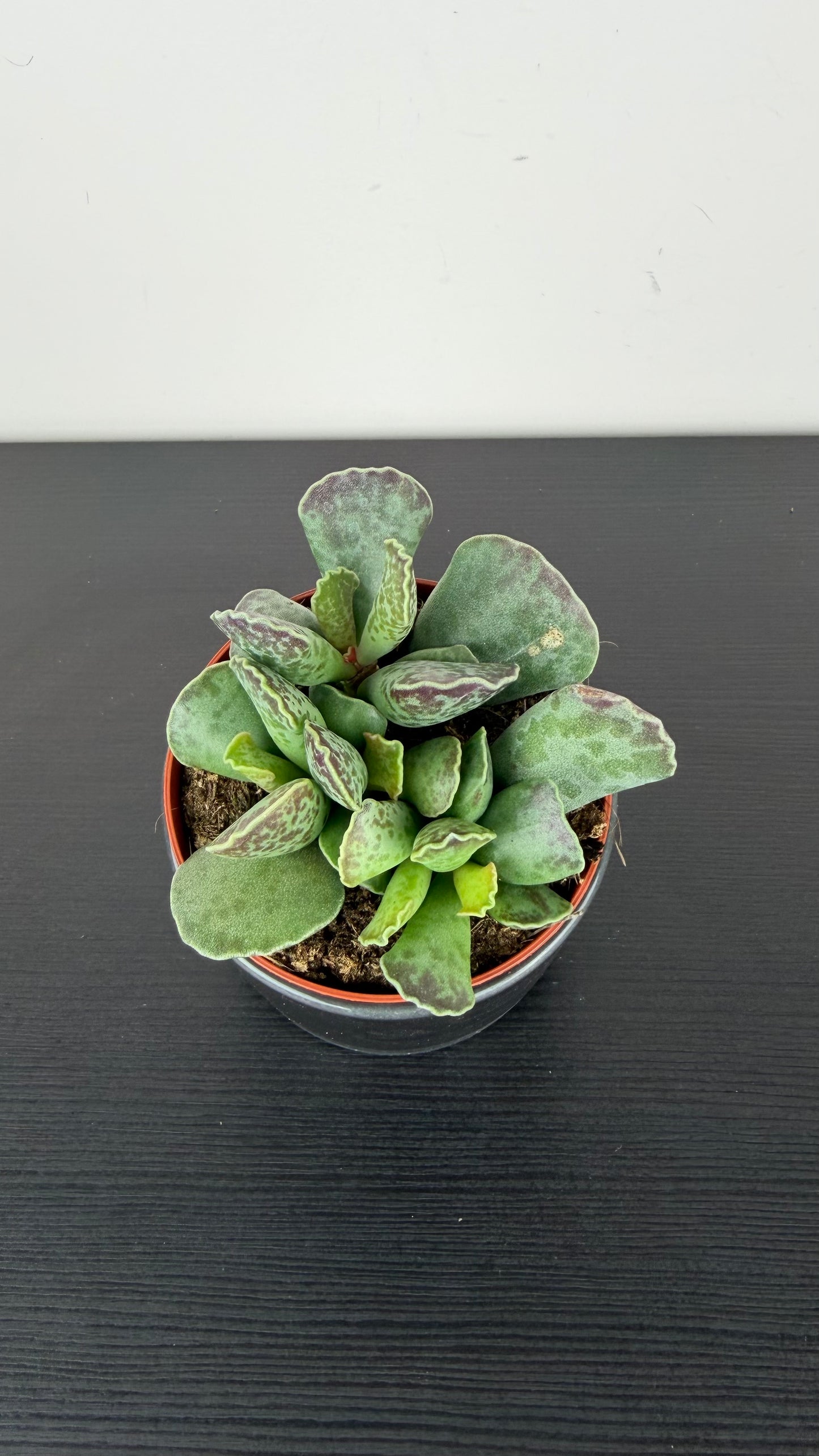 Adromischus 2