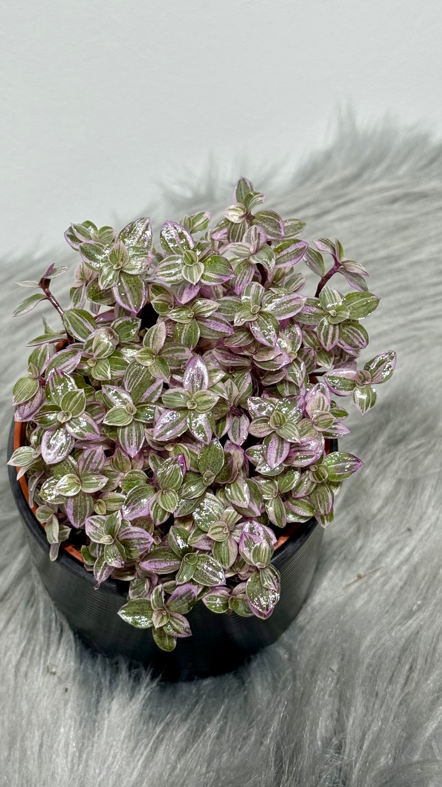 Tradescantia Fluminensis
