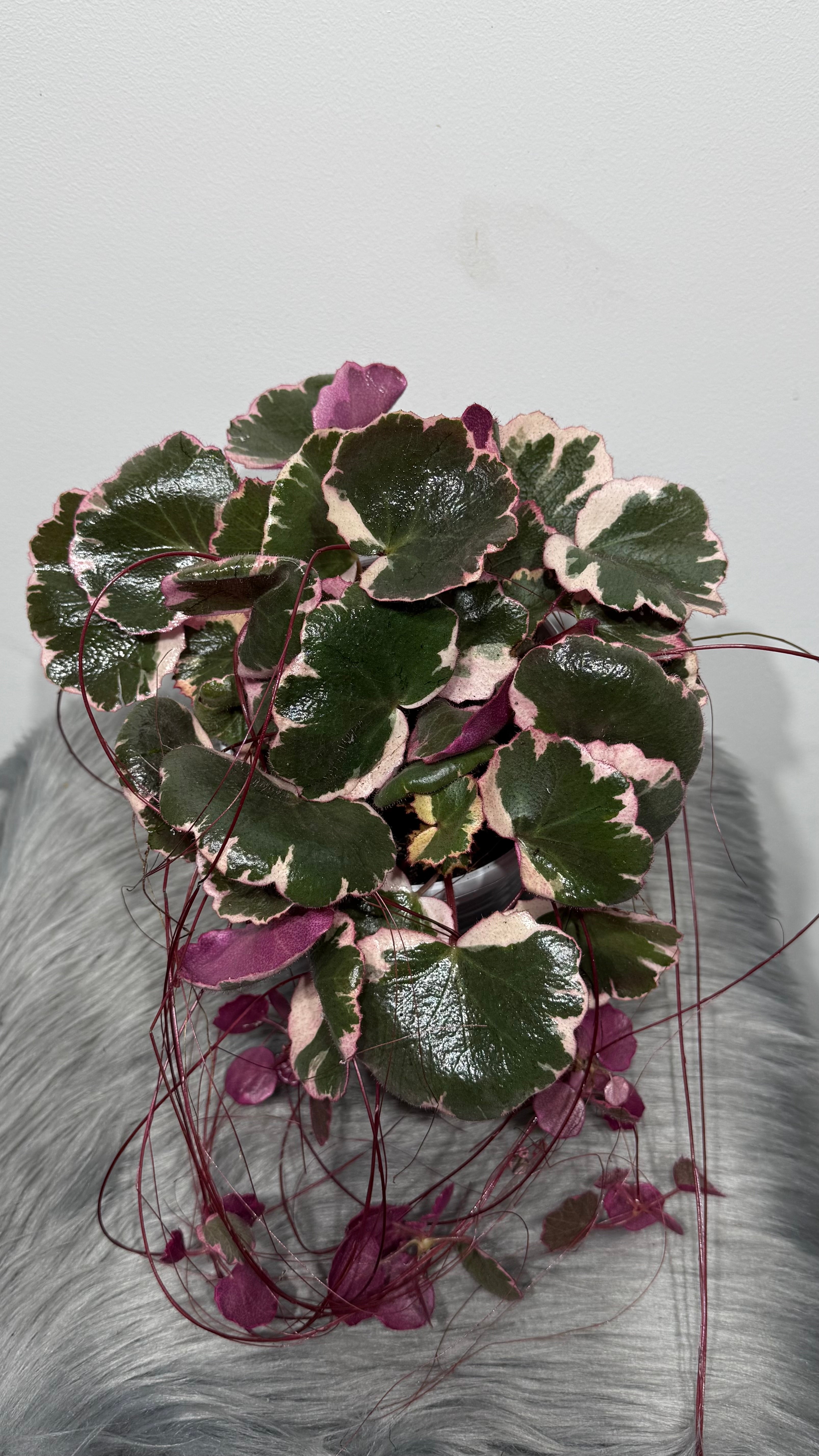 Saxifraga stolonifera Tricolor｜ストロベリベゴニア Saxifraga Tricolor – www.augi-plants.lv