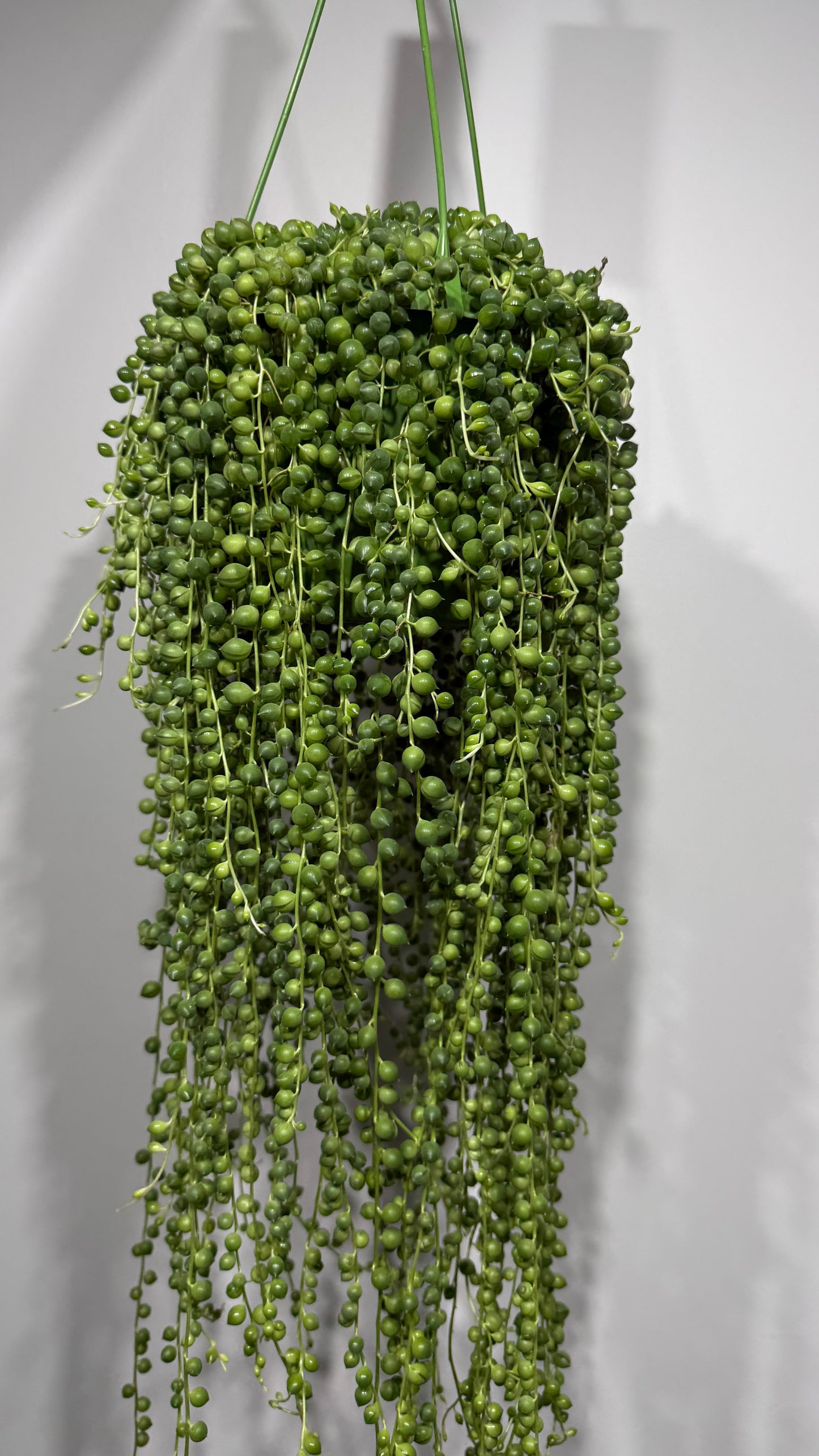 Senecio Rowleyanus