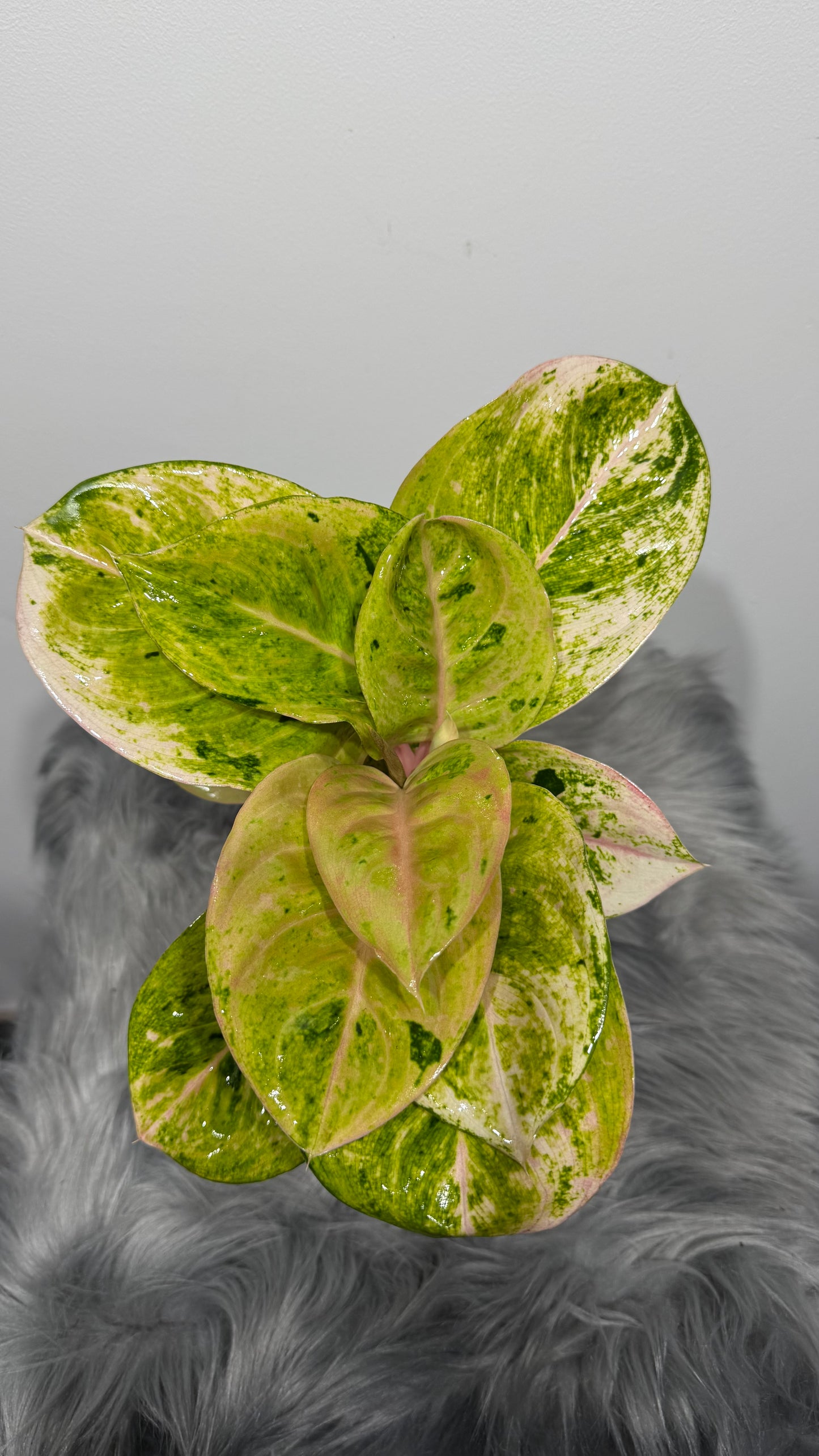 Aglaonema 5