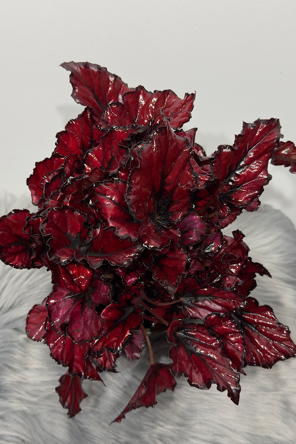 Begonia Beleaf 5