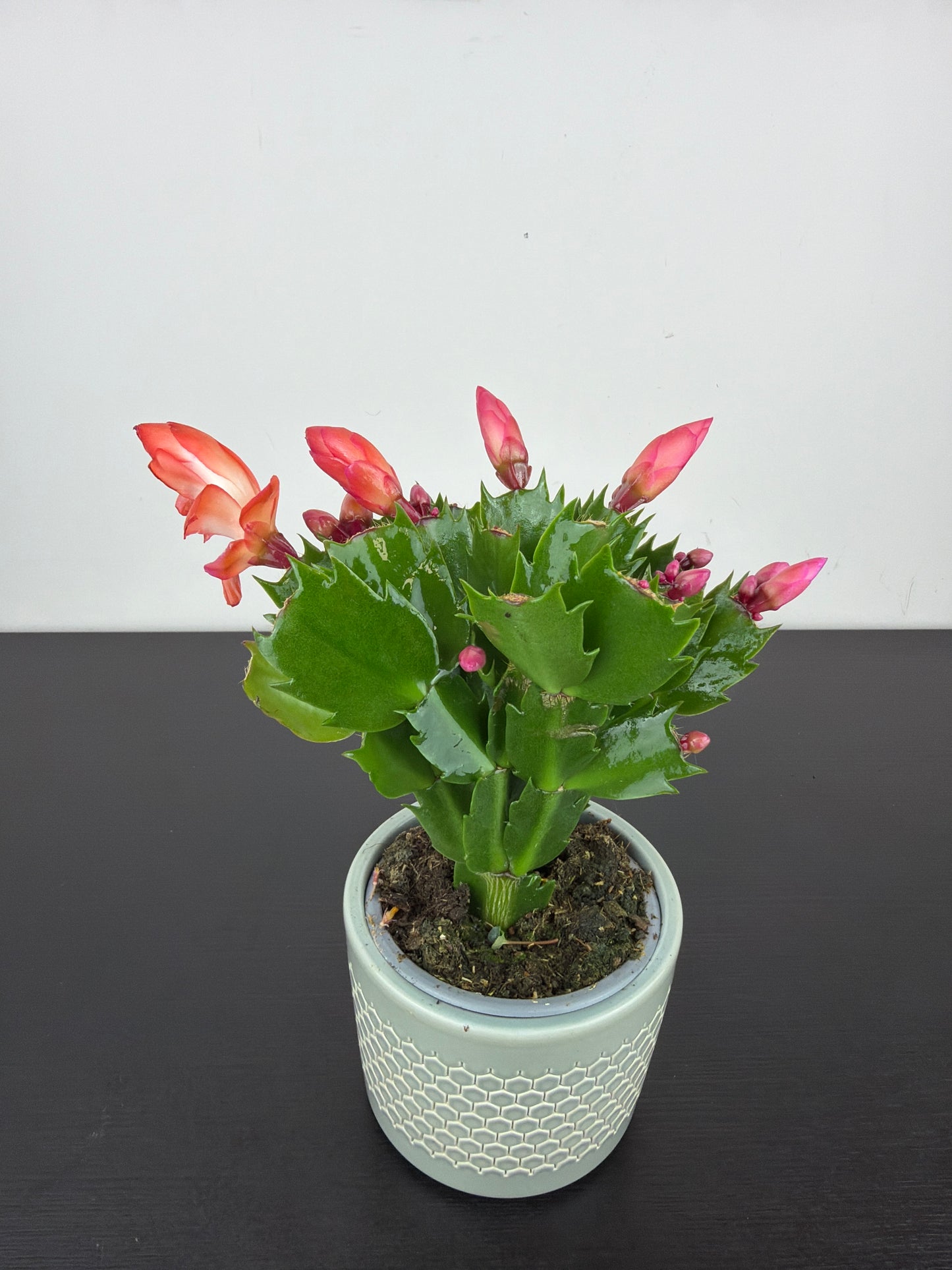 Schlumbergera 5