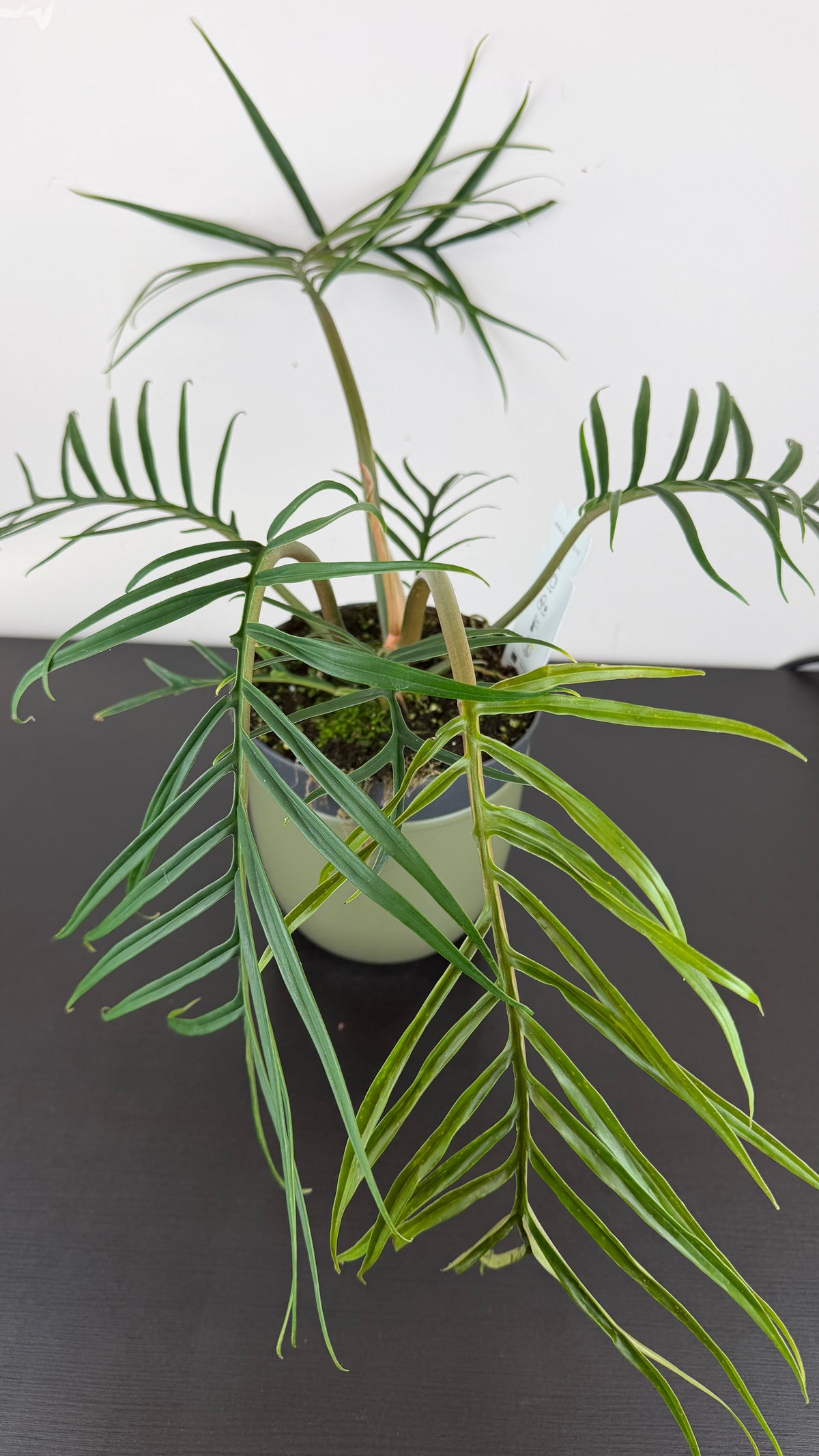 Philodendron Tortum