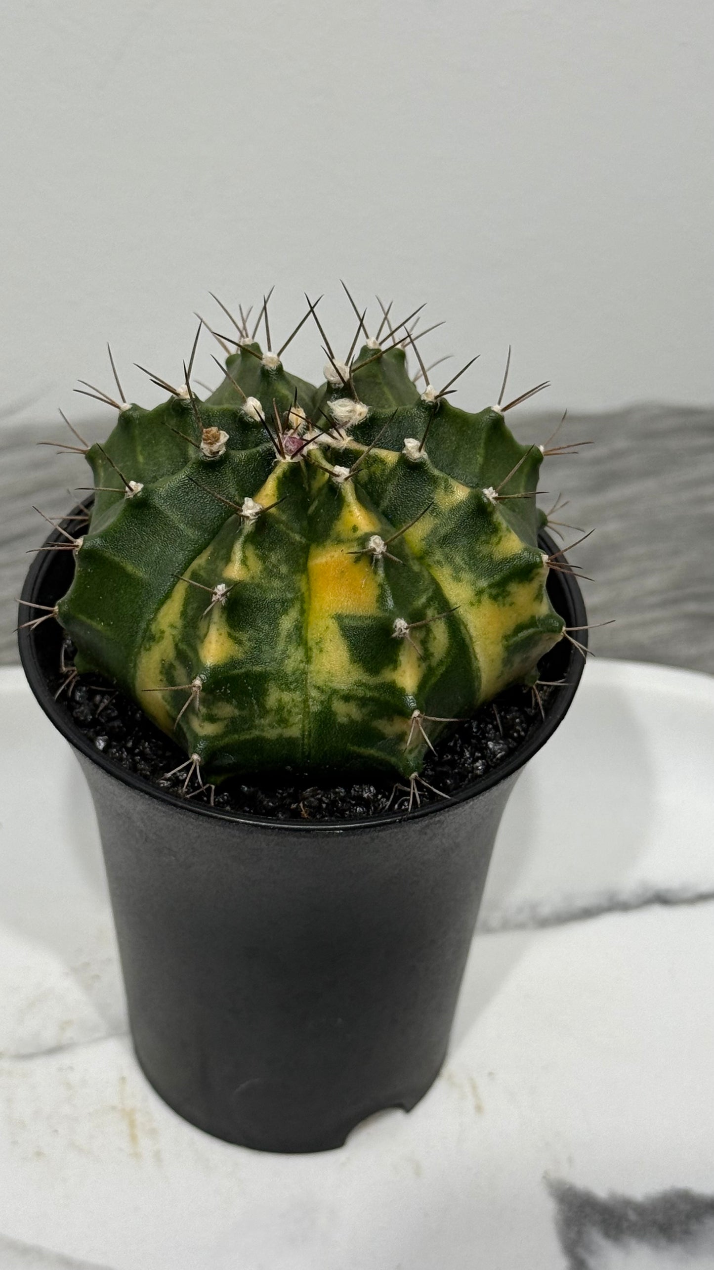 Gymnocalycium mihanovichii variegata