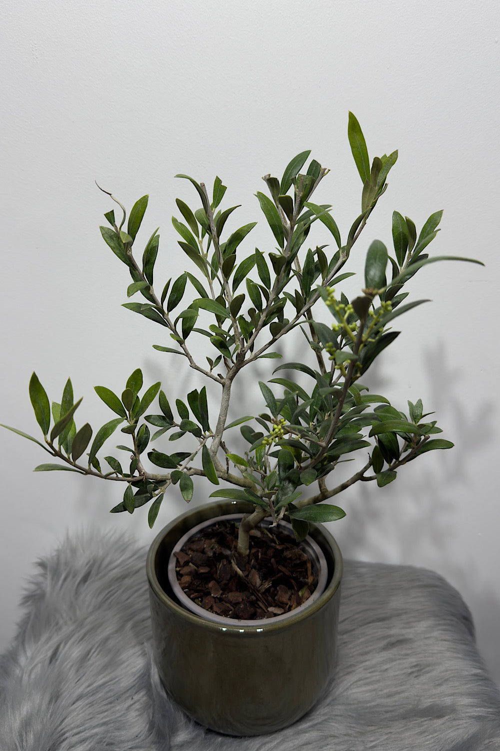 Olea Europaea - www.augi-plants.lv