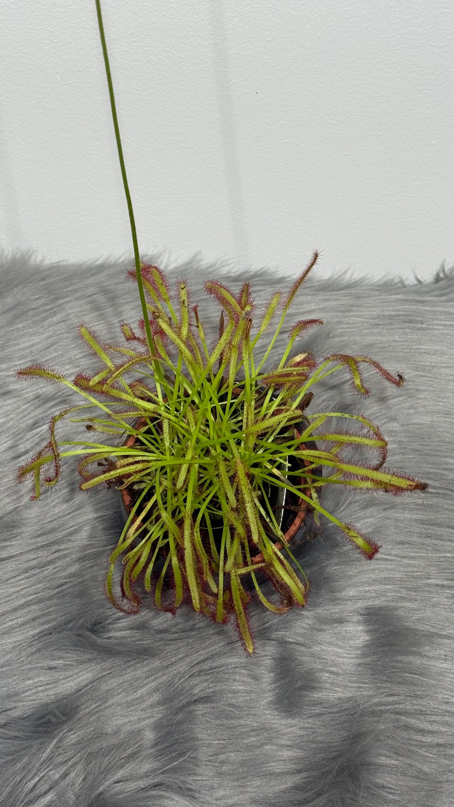 Mušķērājs Drosera