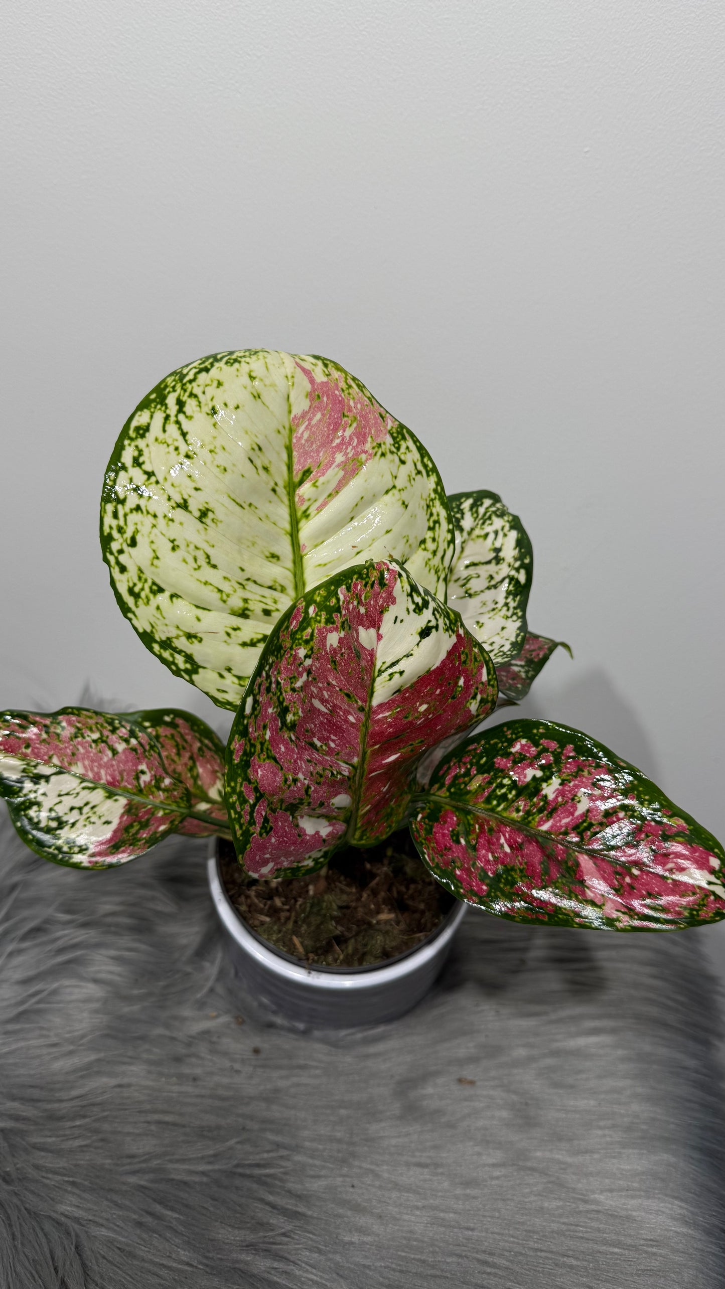 Aglaonema 6