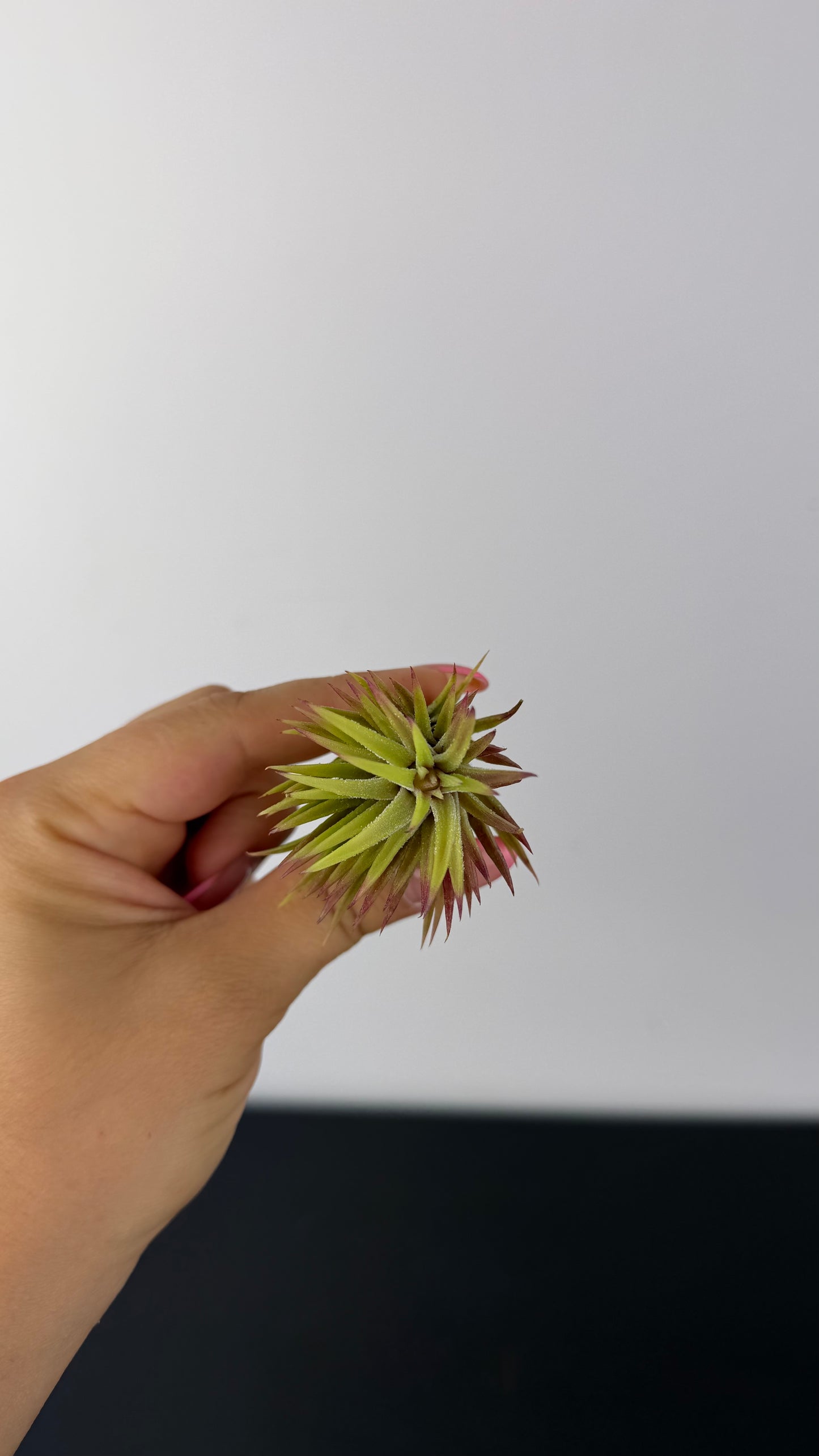 Tillandsia Air plant 7