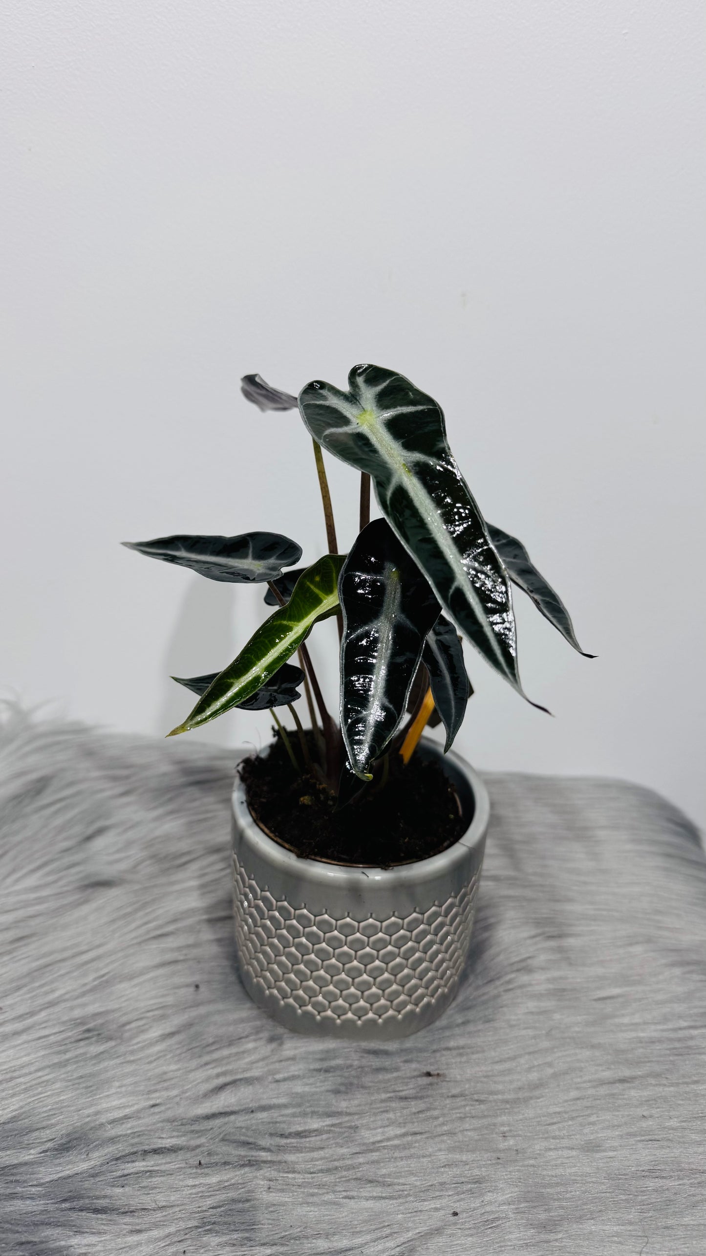 Alocasia Bambino Arrow