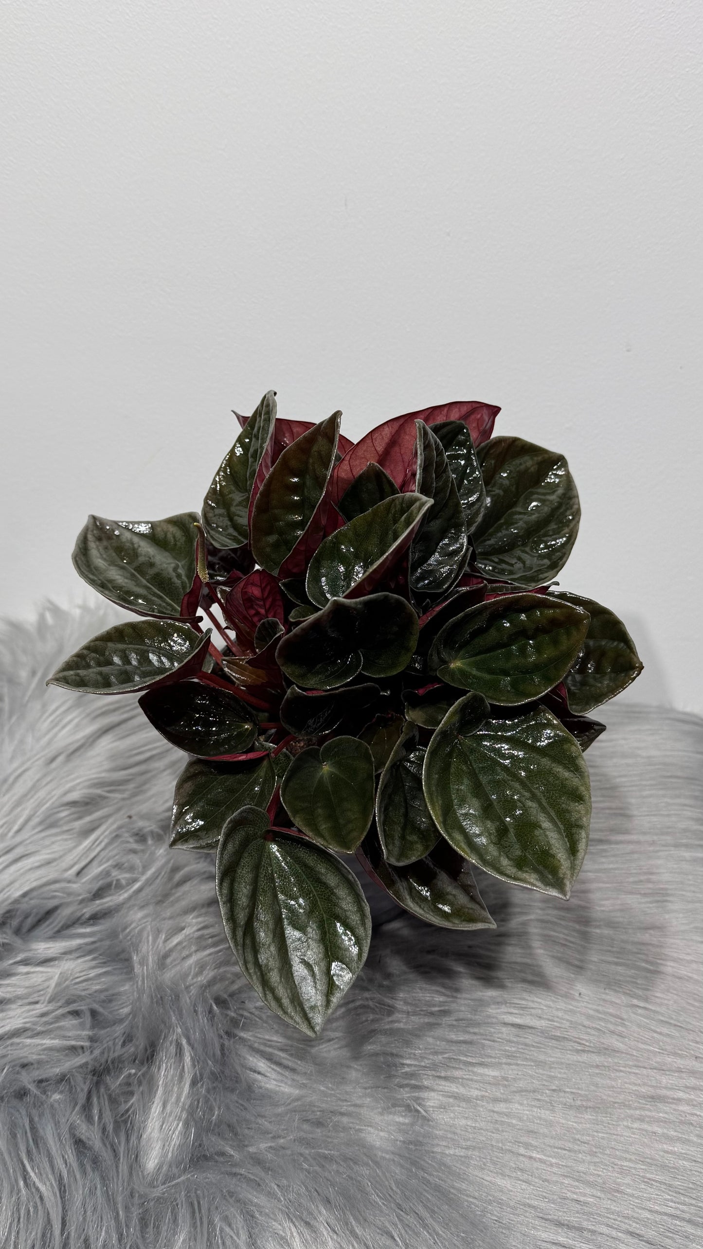 Peperomia 1