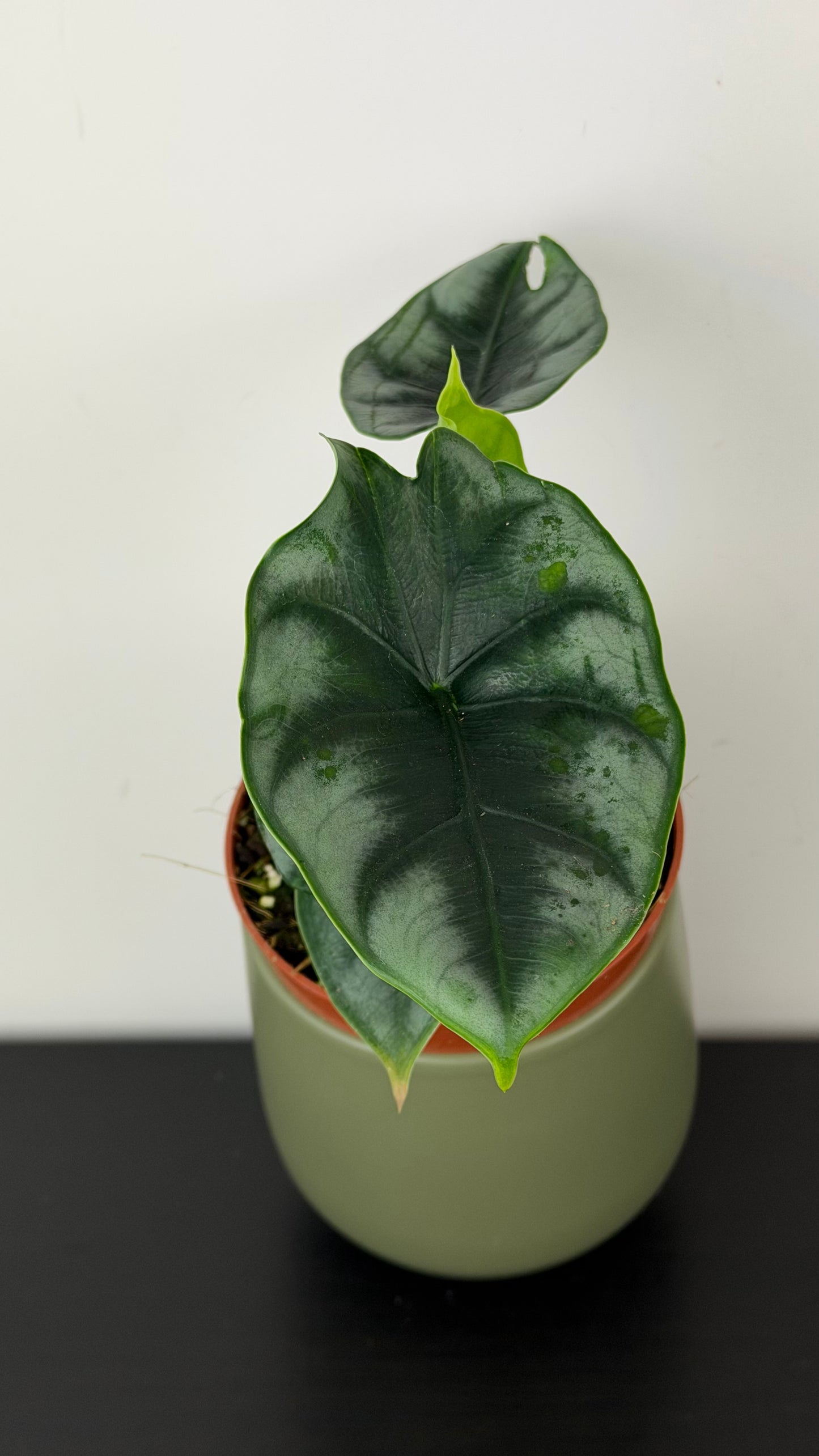 Alocasia Reversa