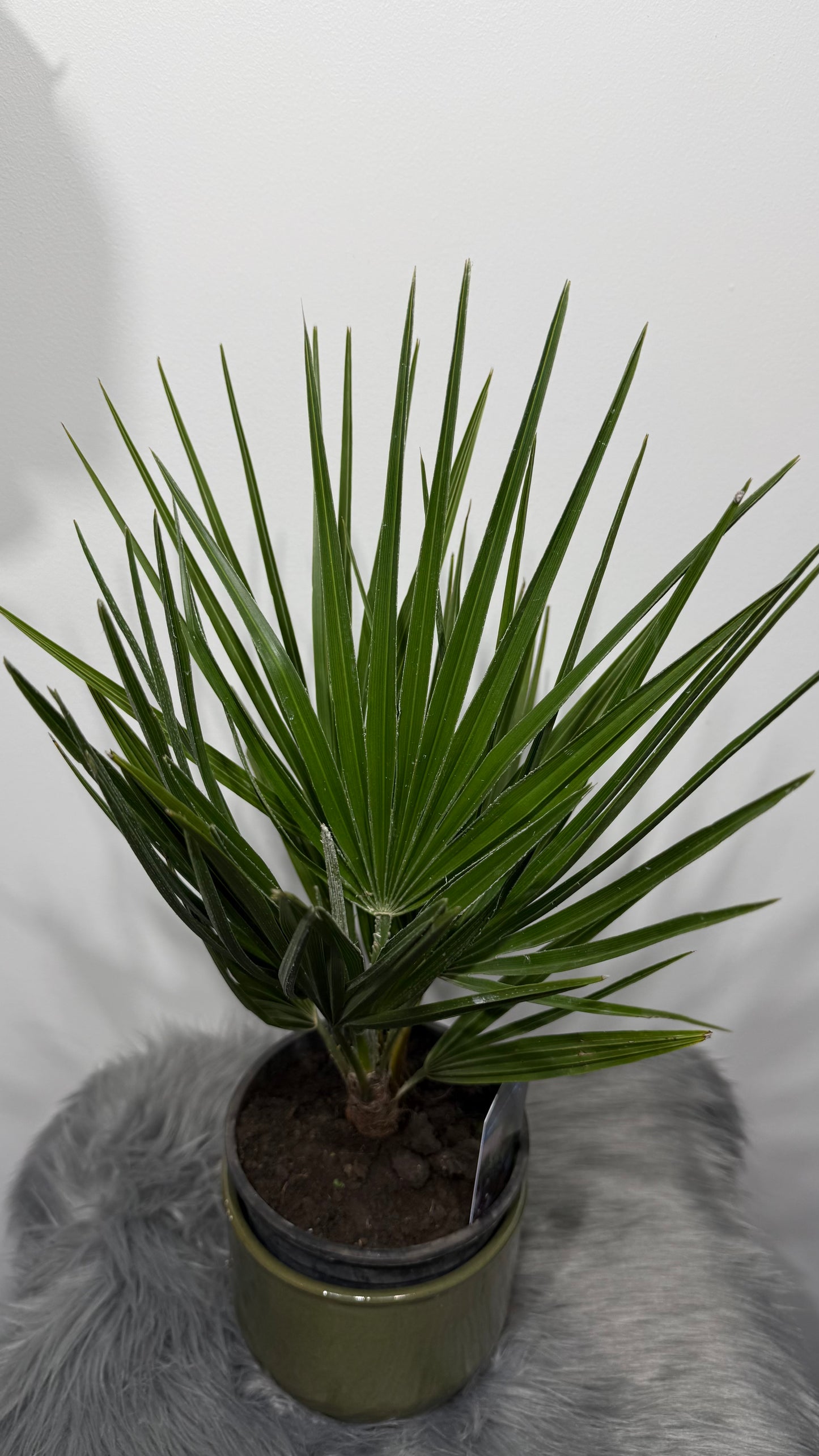 Chamaerops Humilis