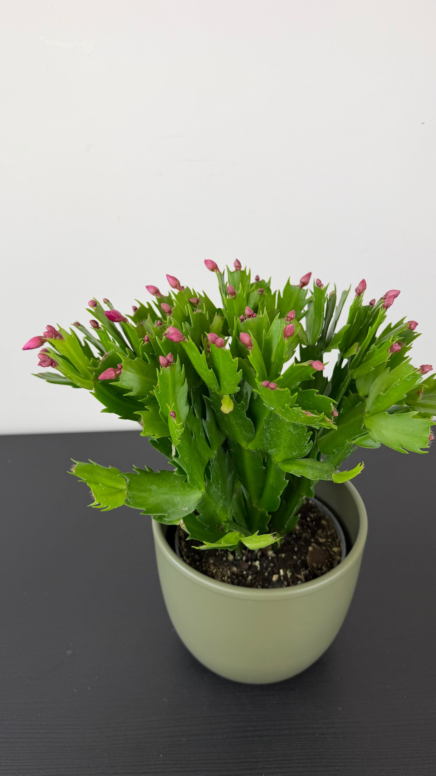 Schlumbergera 4
