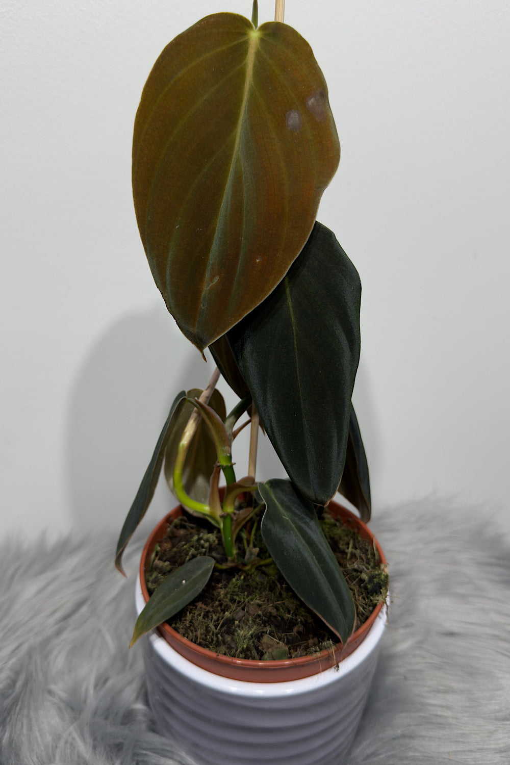 philodendron gigas plant Philodendron gigas – www.augi-plants.lv