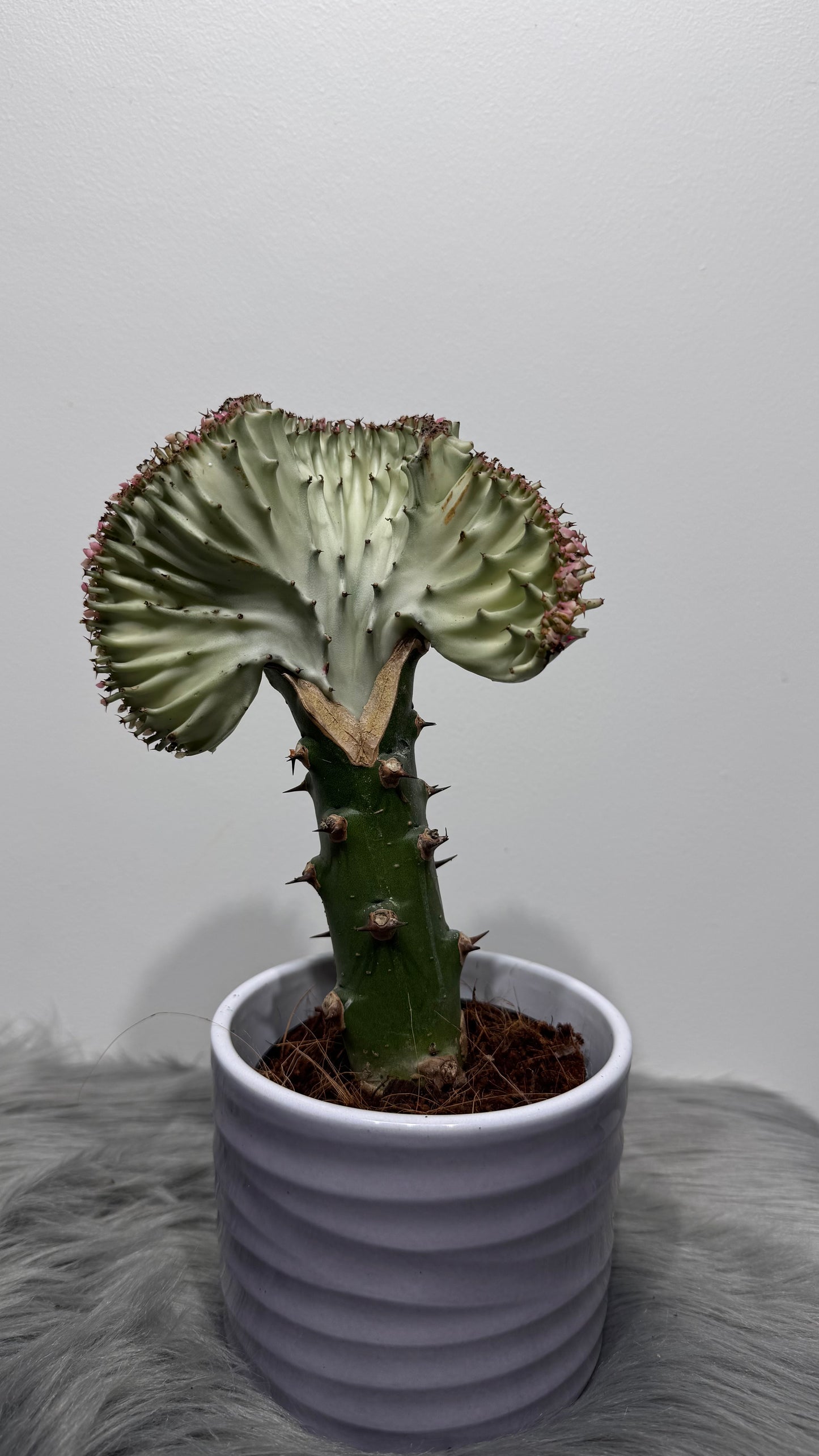 Euphorbia Cristata