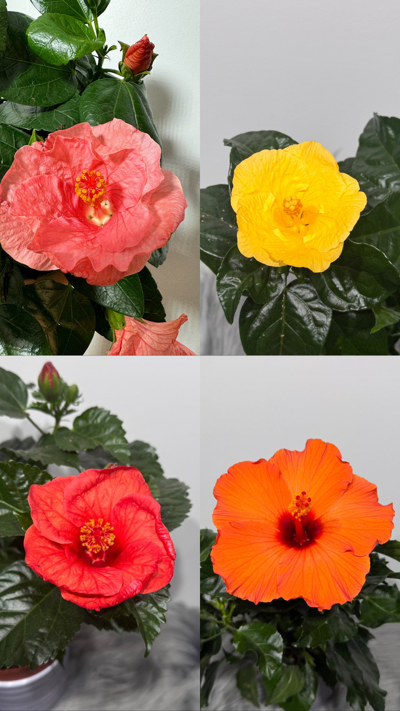 Hibiscus