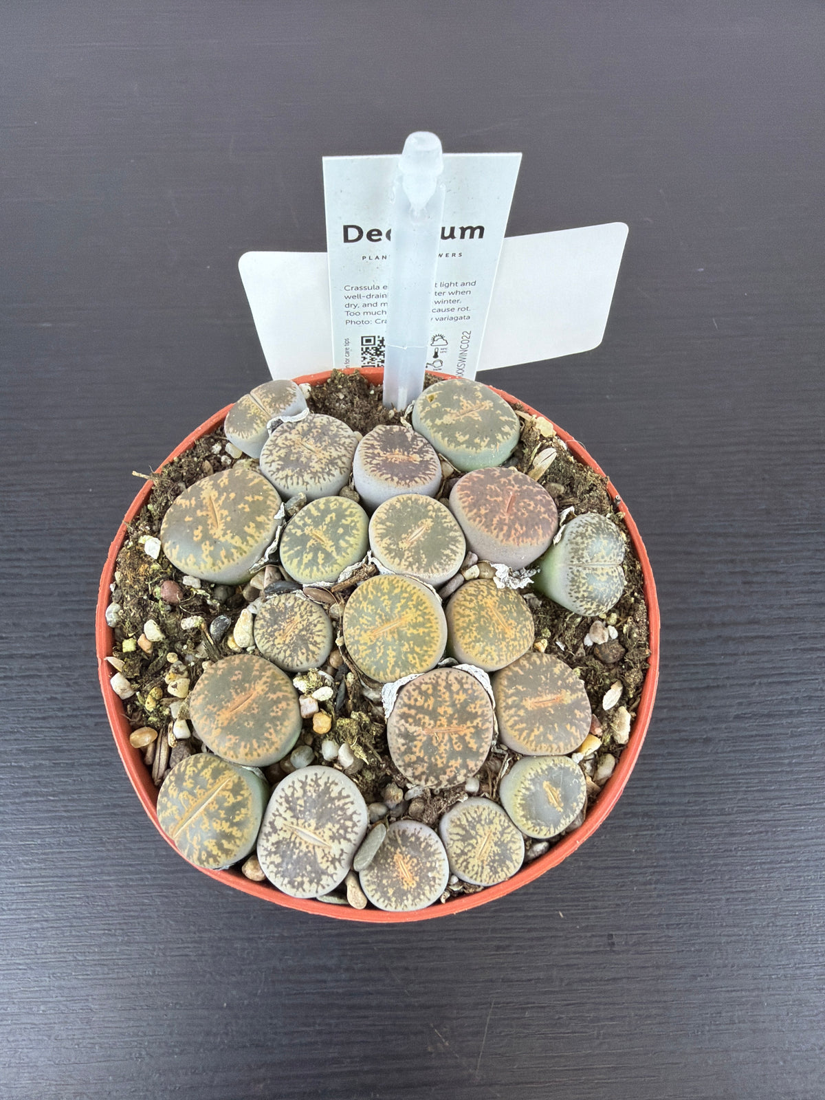 Lithops 8