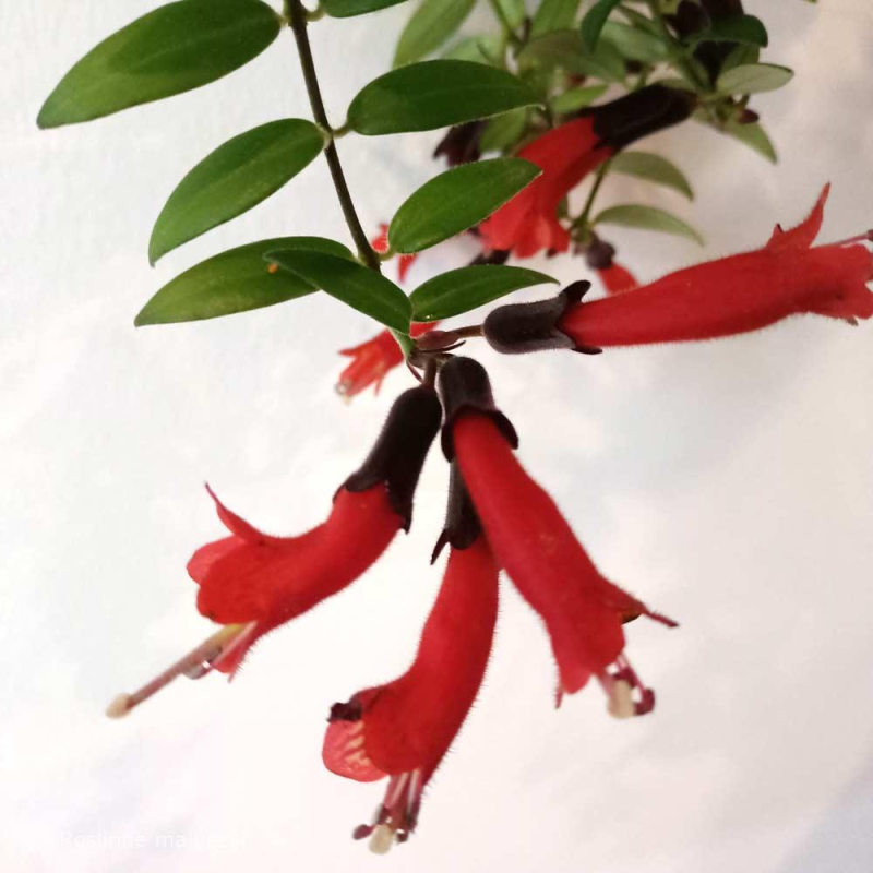 Aeschynanthus Caro Improved/ Lipstick plant