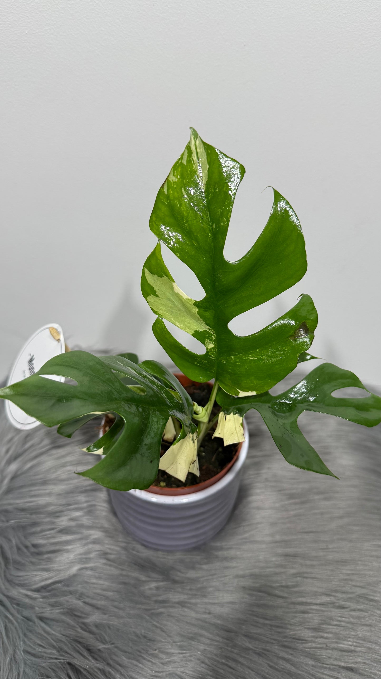 Monstera Minima Variegata