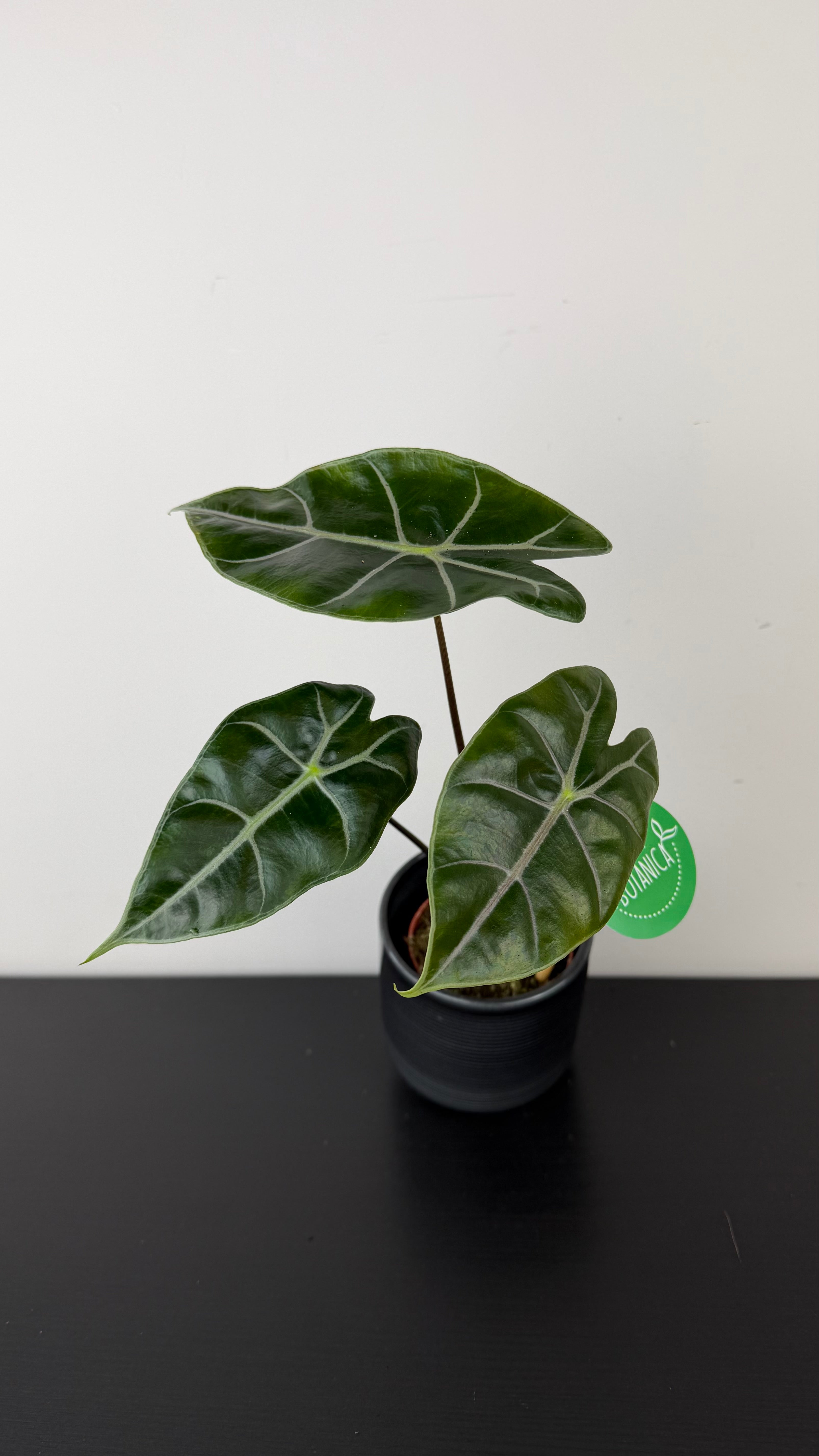Alocasia Longiloba Purple – www.augi-plants.lv